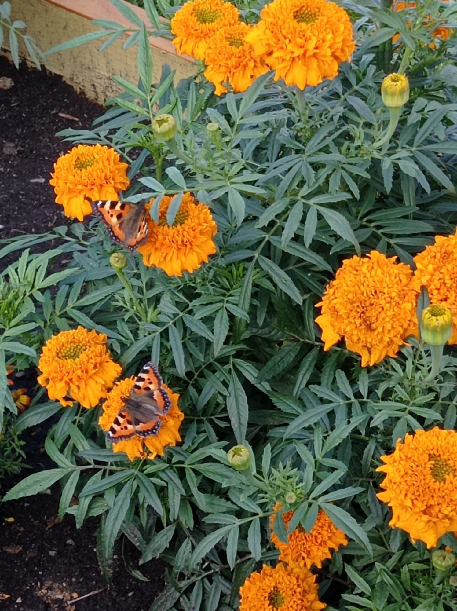 A medium shot captures a garden scene featuring several bright orange marigolds in full bloom, interspersed with green foliage and some closed buds. Two small butterflies, one with orange and black patterned wings and the other with predominantly brown and orange markings, are perched on two of the marigold flowers. The ground beneath the flowers appears to be dark soil, with a textured yellow border visible in the upper left corner of the frame. The overall impression is that of a vibrant and natural outdoor setting.