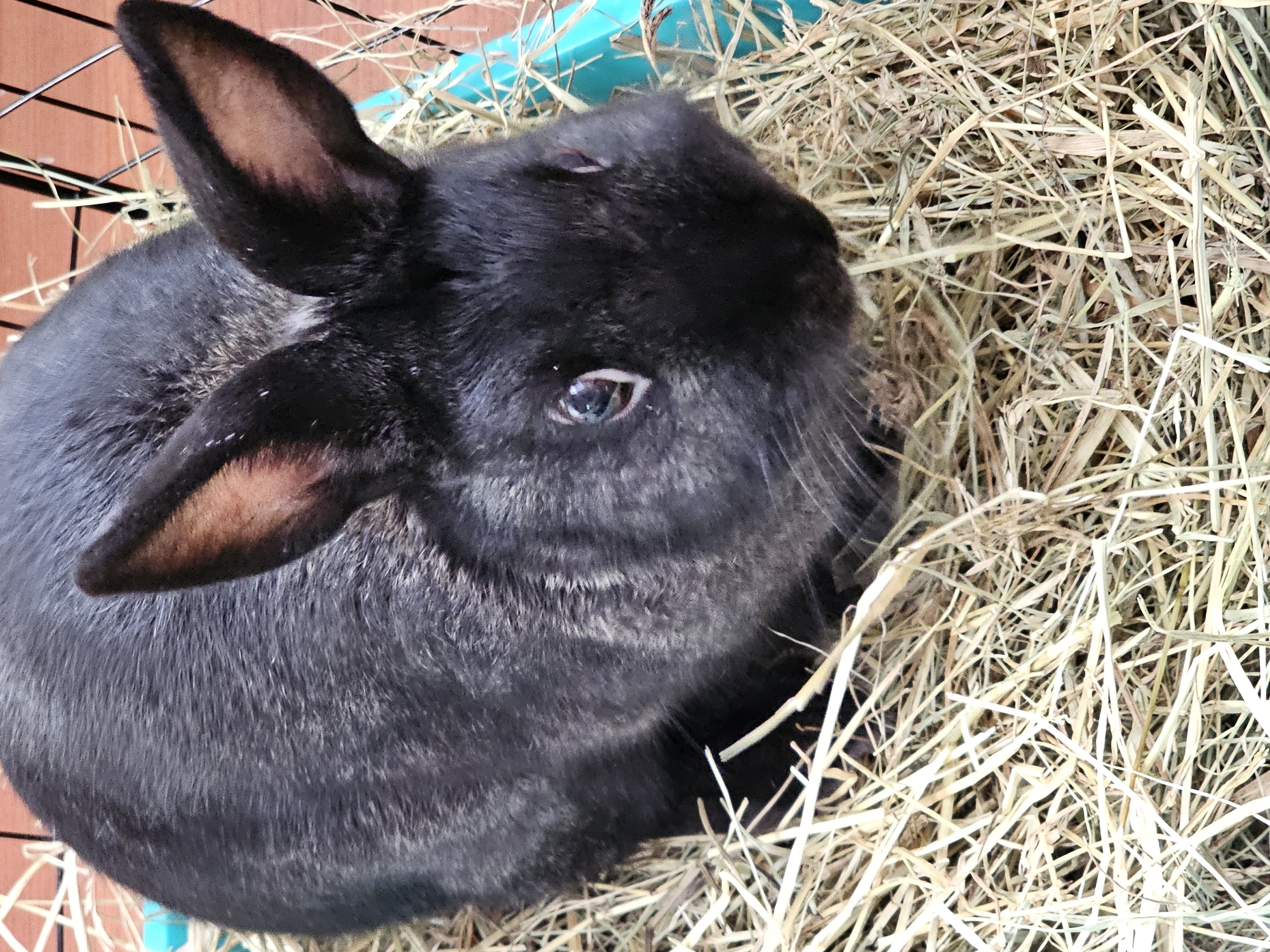A black rabbit with prominent ears is nestled in a bed of hay within a turquoise enclosure. The enclosure is situated within a wire cage, with wooden elements visible in the background. The rabbit's fur appears dark, with some lighter grey or silver tones around its face and ears. Its eyes are visible, reflecting light. The scene is captured from a high-angle perspective, looking down at the rabbit. There is no visible indication of the city of Chaikovsky, Russia, within the image.