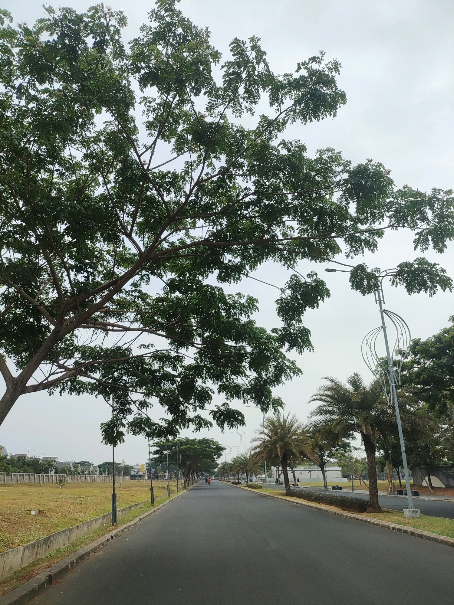 The image depicts a street in Telagaasih, Indonesia, characterized by a paved road bordered by a grassy area on the left and a row of palm trees and other foliage on the right. The sky is overcast. In the foreground, a large tree with dense green foliage dominates the left side of the frame. The road stretches into the distance, lined with streetlights. On the far left, beyond the grassy area, there are buildings and a fence. Further down the road, two individuals are visible on motorcycles. The overall scene suggests a suburban or semi-urban environment with a focus on greenery and infrastructure.