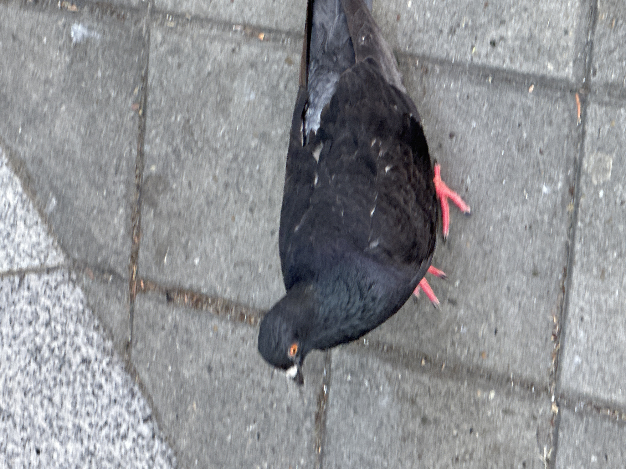 A close-up, eye-level, outdoor shot captures a dark gray pigeon standing on a light gray, textured pavement composed of square tiles. The pigeon is positioned in the lower center of the frame, facing left. It has bright orange eyes and a white beak. Its feet are a vibrant pink. The pavement shows some dirt and debris, with visible grout lines between the tiles. To the upper left of the pigeon, there is a blurred area of speckled gray material, possibly a granite surface or a textured wall. The overall scene suggests an urban or park environment. The image does not contain any elements that would place it specifically in Sochi, Russia.