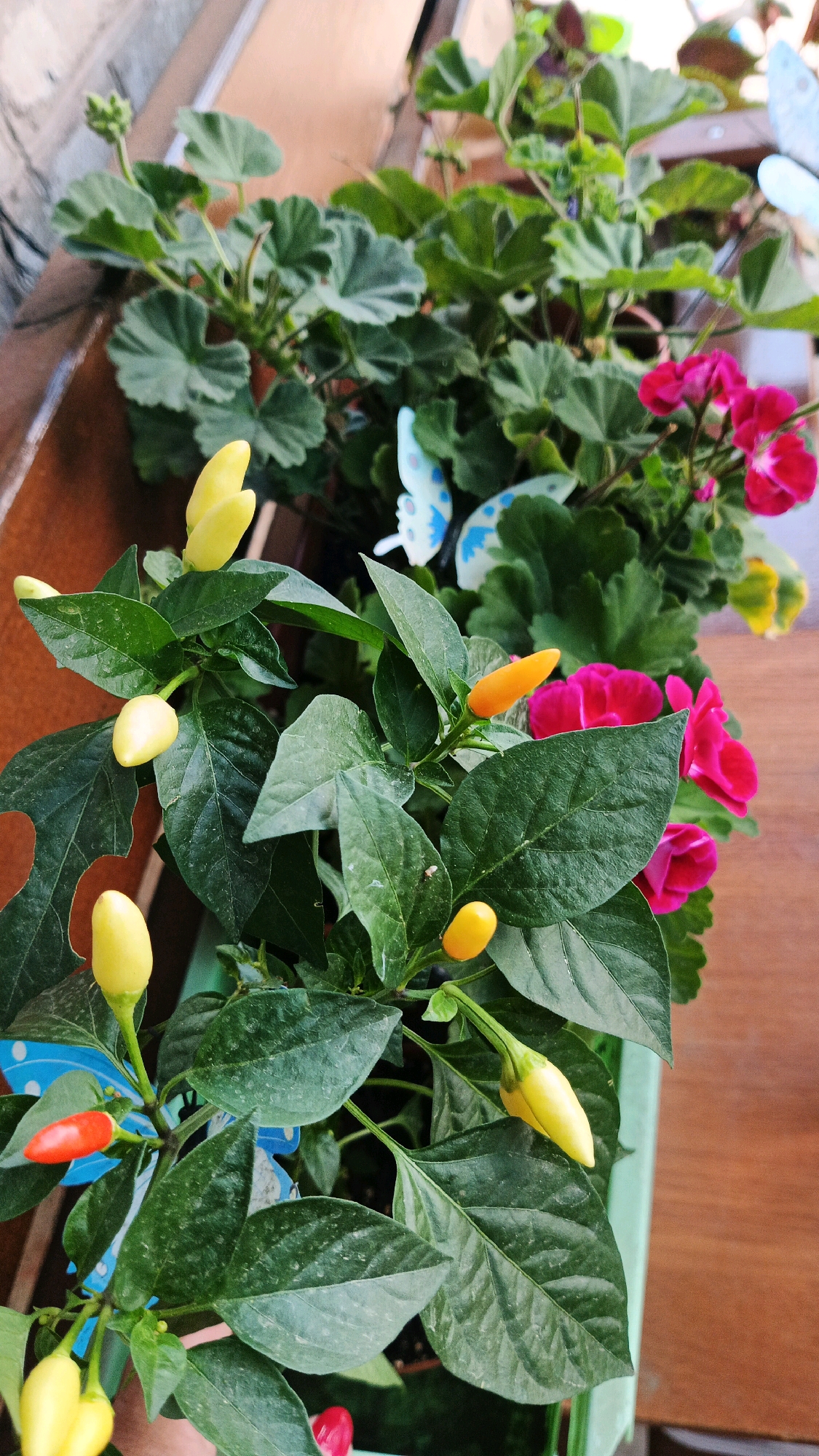 This image shows a close-up view of a potted plant with small peppers and pink flowers, adorned with decorative butterflies. The plant appears to be on a wooden surface, possibly a balcony or windowsill. The background is blurred, but hints of a brick wall and other greenery are visible. The scene is brightly lit, suggesting it was taken outdoors during the day. The location is specified as Kryvyi Rih, Ukraine.