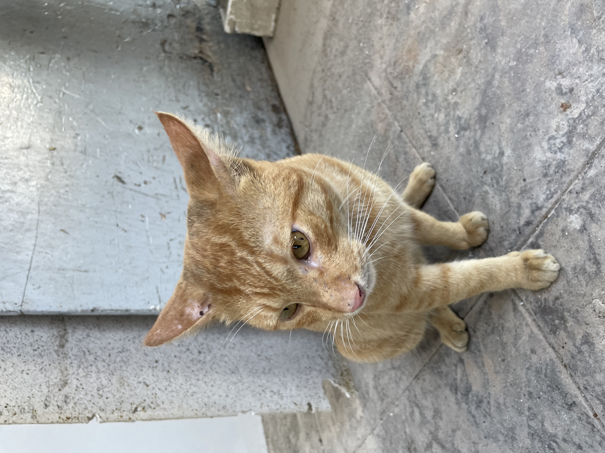 An orange tabby cat with yellow eyes is sitting on a gray tiled floor. The cat is facing to the left of the frame, with its head tilted slightly down. The background consists of a concrete wall with a textured gray surface. The environment appears to be outdoors, possibly in an urban setting. There is no information in the image that can be used to determine its location in Davao City, Philippines.