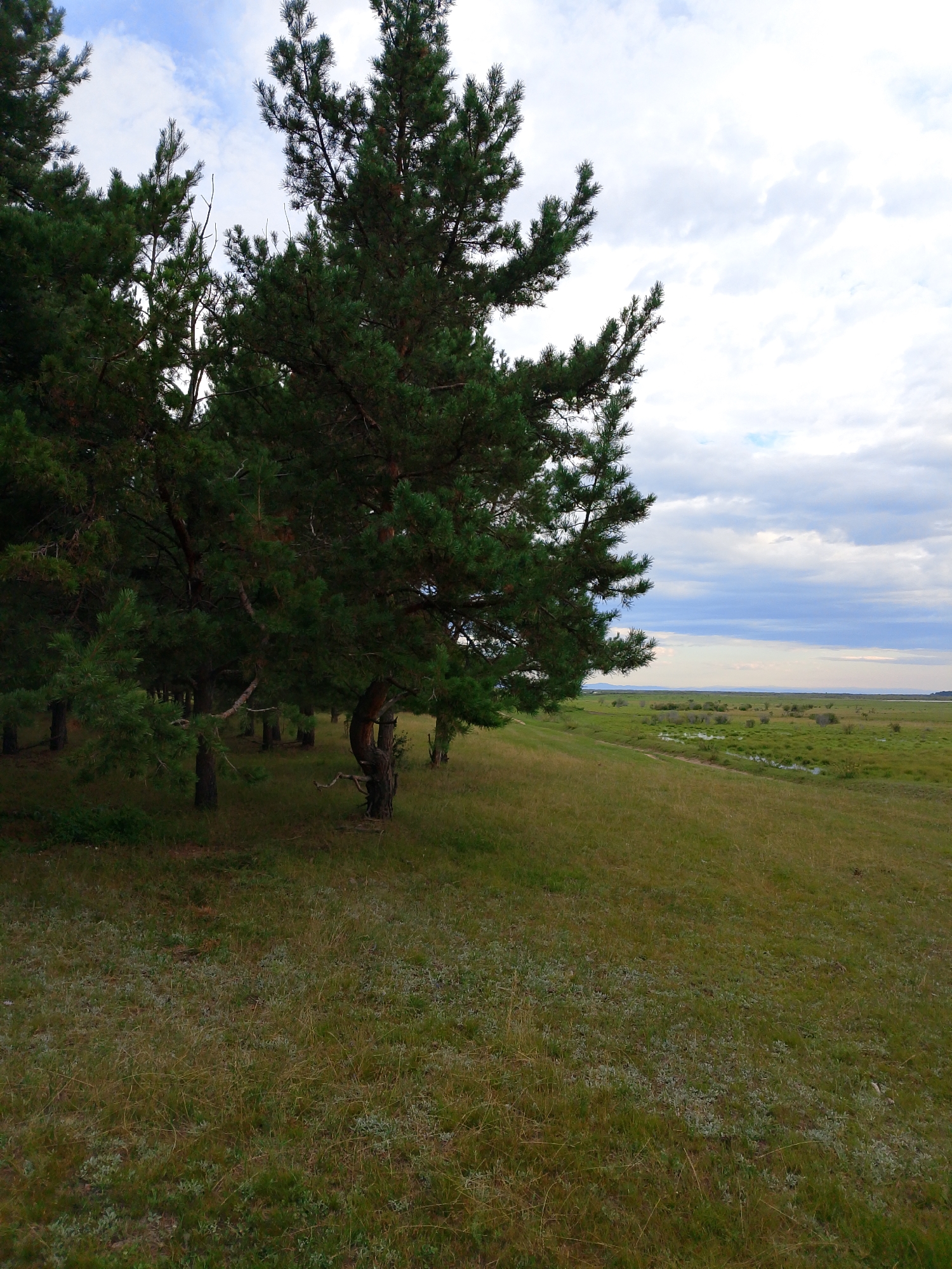 This is a photograph of a natural landscape, possibly a marshy area or a floodplain, located in the vicinity of Stepnoi Dvorets, Russia. The foreground is dominated by a grassy slope with scattered pine trees. The pine trees are evergreen, with dark green needles and rough bark. The grass on the slope is a mix of green and dry, yellowing blades, with some small, light-colored plants interspersed.
Further into the distance, a vast expanse of green grassland stretches out, dotted with small bushes and pools of water, suggesting a wetland environment. The sky above is cloudy, with patches of blue sky visible between the formations of white and gray clouds. The overall impression is one of a serene, undeveloped natural setting. There are no people or man-made structures visible in the image.