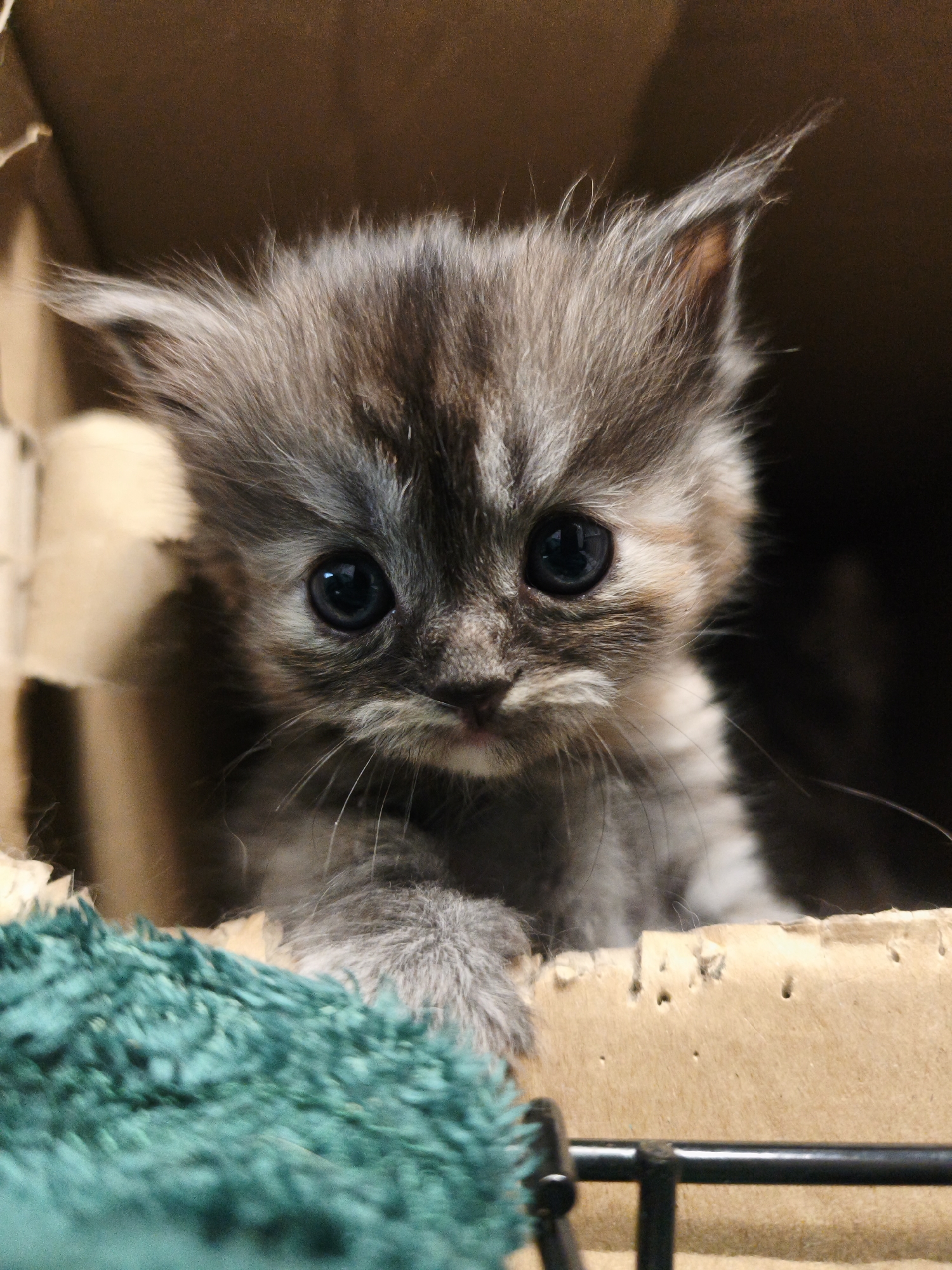 An extreme close-up shot shows a very young kitten with wide, dark eyes and fluffy gray and brown fur, peeking out from a cardboard box. The kitten's head is tilted slightly, and its whiskers are fanned out. A fuzzy teal blanket is visible in the foreground, partially obscuring the bottom of the box. The background is dark and out of focus, with hints of the cardboard box's interior. The overall impression is one of innocence and vulnerability.