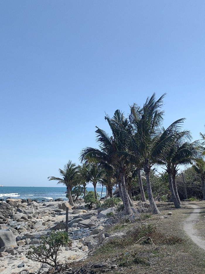 A scenic coastal view displays a rocky beach edged by turquoise ocean waters under a clear blue sky. Several palm trees line the transition from beach to land, their trunks leaning slightly, with foliage gently swaying. A path curves alongside the trees, bordered by low-lying vegetation and a few scattered rocks. The overall scene depicts a tranquil and natural tropical setting.