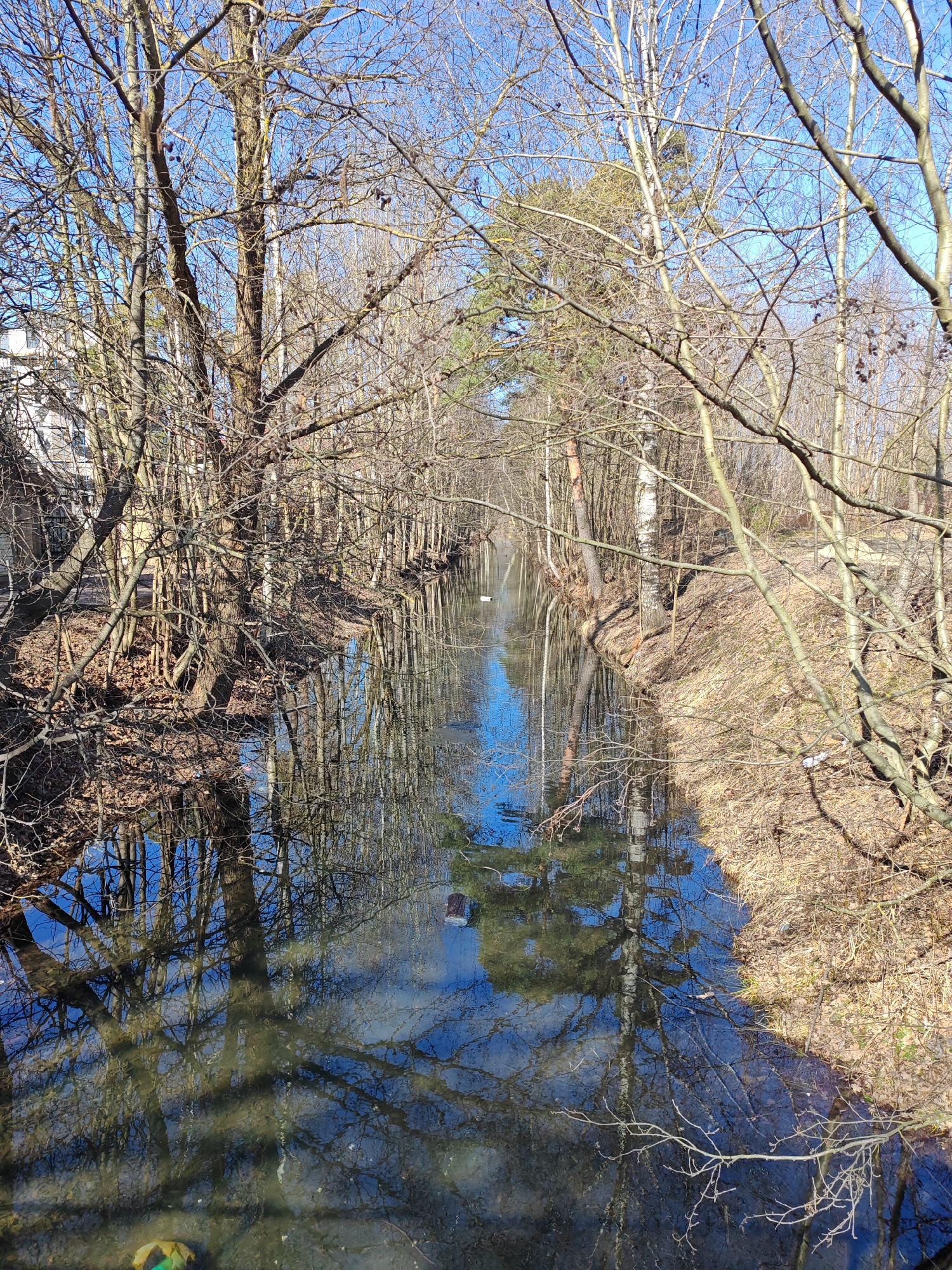 The image depicts a narrow waterway, possibly a canal, flowing through a wooded area in Saint Petersburg, Russia, under a clear blue sky. The water's surface is calm, accurately reflecting the overhead sky and the bare, intricate branches of the surrounding trees. Both banks are densely covered with predominantly deciduous trees, currently without foliage, and a scattering of evergreen conifers. The ground is covered with dry, brown leaves and sparse, dry grasses. On the left bank, a multi-story building with light-colored walls is partially visible through the tree canopy. A white cylindrical object floats on the water near the left bank, and two small white shapes, consistent with aquatic birds or debris, are visible further down the waterway. The scene is illuminated by sunlight, indicative of a late winter or early spring season. No human presence or explicit interactions are observed.