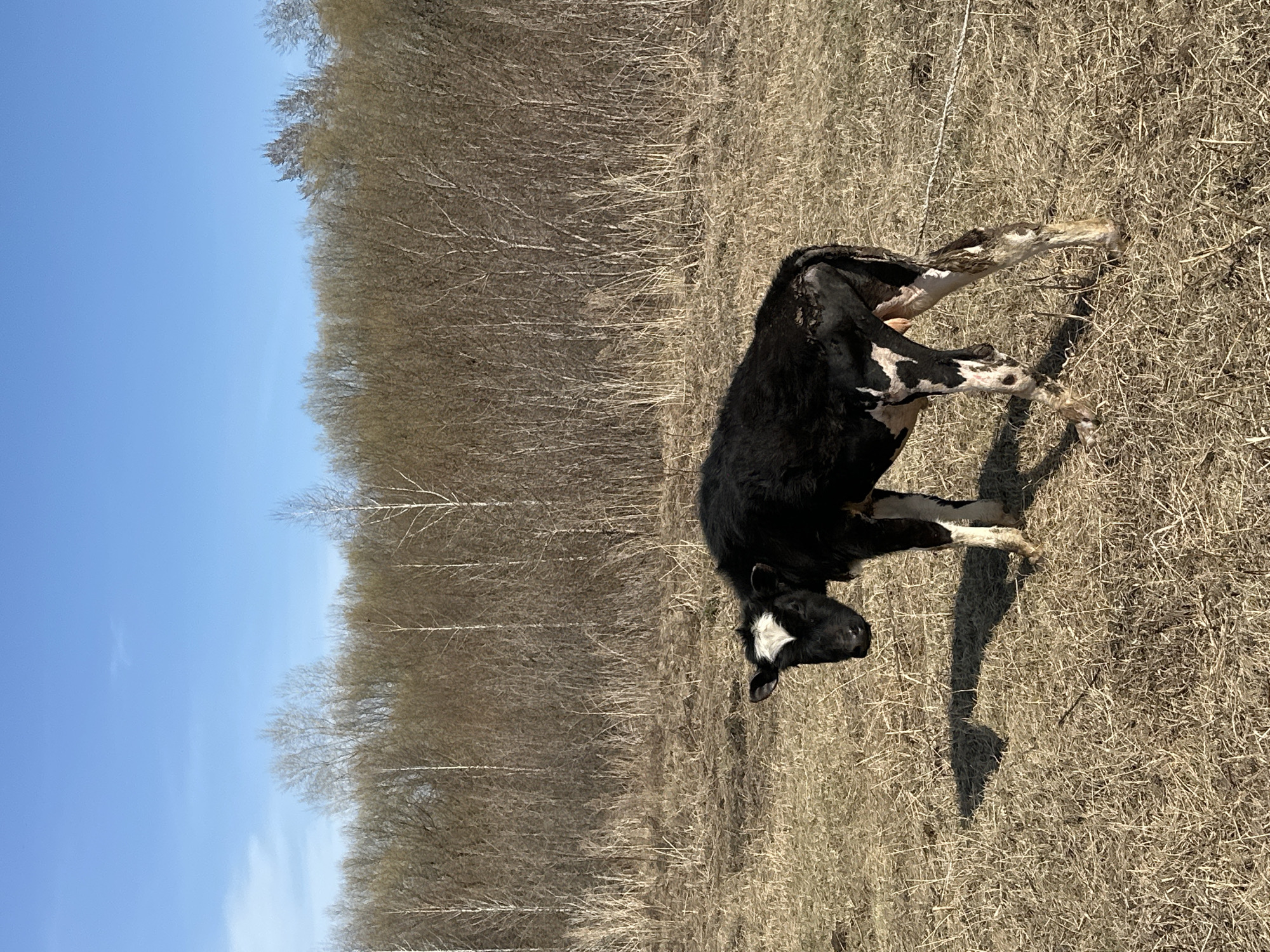 A black and white cow is captured in a rural outdoor setting, standing in a field of dry, light brown grass. The image is oriented vertically, showing the cow from its left side and slightly from the rear. The animal is in the process of giving birth, with the front hooves and lower legs of a calf distinctly visible protruding from its rear end.
The cow's coat is primarily black, with white markings including a blaze on its forehead and patches on its legs. Its head is turned towards the right, and its body appears strained, indicating the effort of labor. Behind the cow and the dry field, a dense line of bare deciduous trees extends across the middle ground, suggesting either early spring or late autumn. Above the treeline, a clear, bright blue sky fills the upper portion of the frame.
Bright sunlight illuminates the scene, casting sharp, elongated shadows of the cow onto the parched ground, indicating midday or early afternoon. The ground cover consists solely of dry, matted grass. No other animals, people, or structures are visible. The scene depicts a natural event in a stark, undeveloped landscape in Савиново, Russia. There is no visible text.