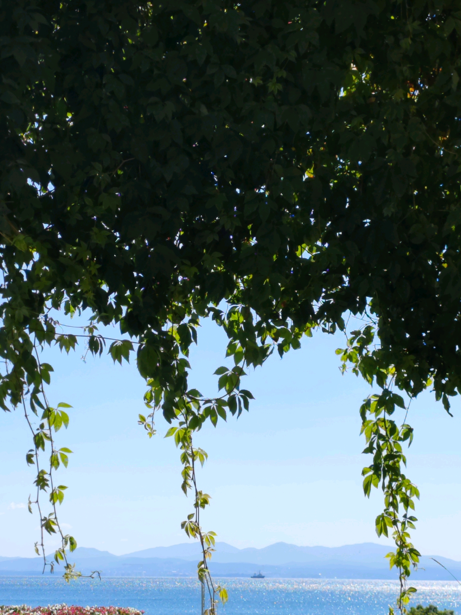 The image depicts a serene natural scene with a body of water, distant mountains, and lush green foliage in the foreground. The dense canopy of dark green leaves dominates the upper portion of the frame, with some sunlight filtering through, creating dappled patterns. Several vines with lighter green leaves hang down from the canopy, reaching towards the clear blue sky.
Below the sky, a sparkling blue body of water stretches across the horizon, reflecting the sunlight and creating a shimmering effect. In the distance, soft, hazy blue mountains form a picturesque backdrop. A lone ship is visible on the water, contributing to the sense of depth and scale. The bottom edge of the image shows a hint of a flowerbed with colorful blooms, suggesting a landscaped area. The overall atmosphere is tranquil and offers a beautiful panoramic view.