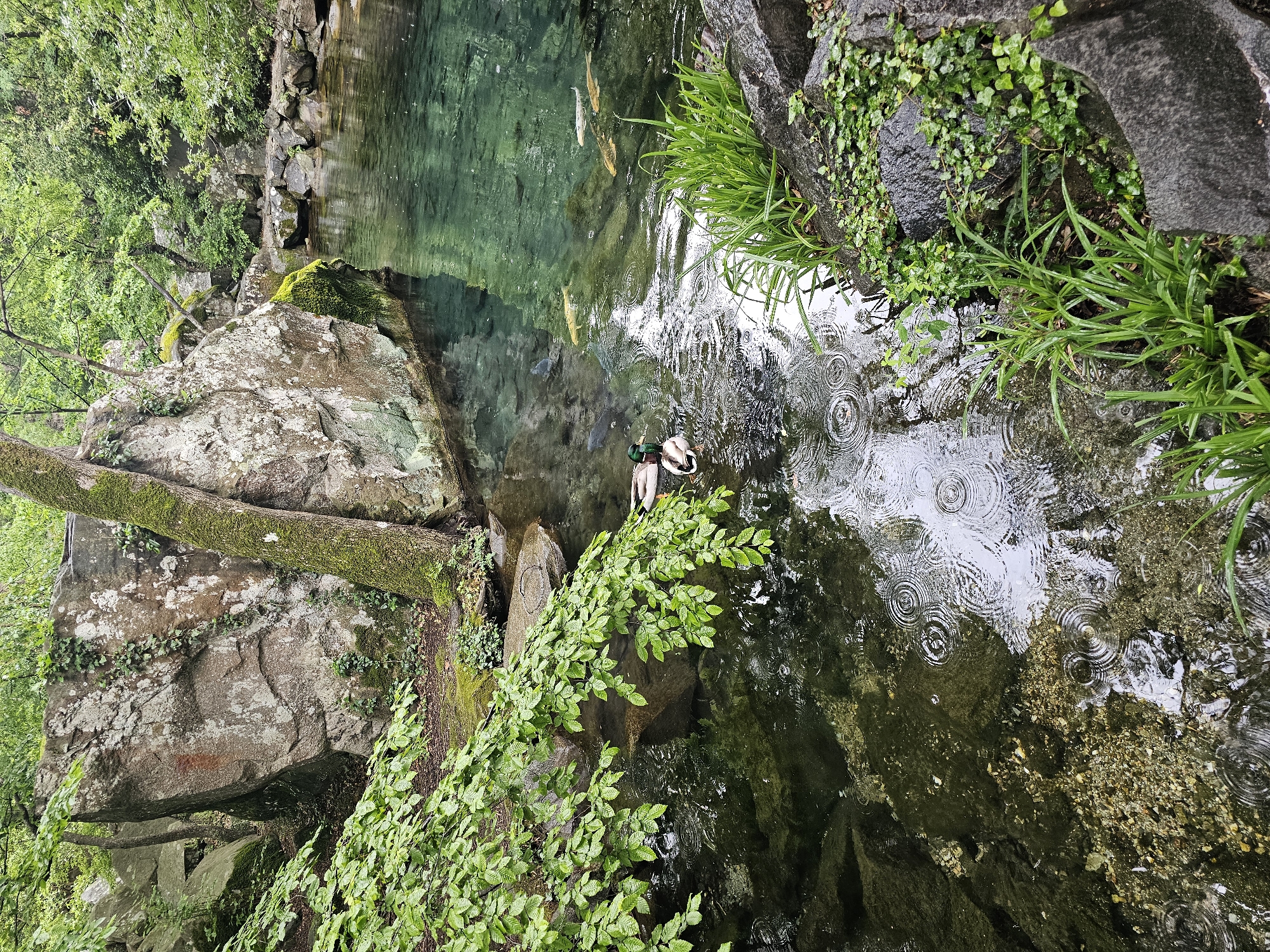The image captures a tranquil scene in Алупкинский городской совет, Ukraine. A body of clear water, appearing to be a pond or stream, is surrounded by natural elements like large rocks covered in moss and green foliage. Several fish, likely koi, are visible swimming in the water. The surface of the water is disturbed by rain, indicated by numerous concentric ripples. Two ducks are present in the water. The overall scene evokes a sense of peacefulness and natural beauty.