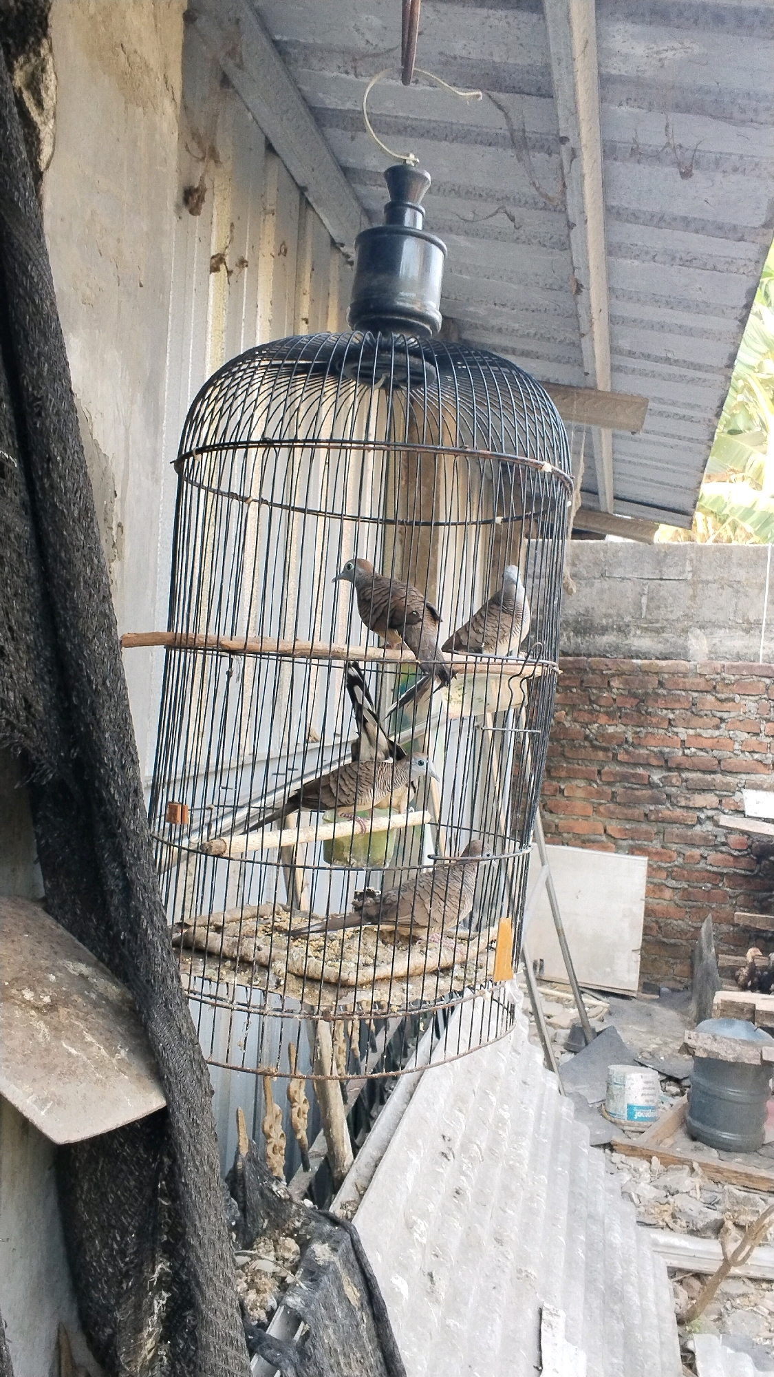 In Penompo, Indonesia, a black wire birdcage hangs outdoors near a concrete wall and a corrugated metal roof. Inside the cage, four birds are perched on wooden rods. The birds appear to be doves or pigeons, with brown and gray striped plumage. One bird is on a higher perch, facing left. Another is on a lower perch, facing right and slightly upward. A third bird is on a middle perch, facing left. A fourth bird is at the bottom of the cage, facing left. The cage floor is covered with a layer of debris, likely bird feed and droppings. To the left of the cage, a dark, coarse mesh material is draped. In the background, a brick wall is visible, and beyond that, some foliage. The overall scene suggests an outdoor domestic setting.