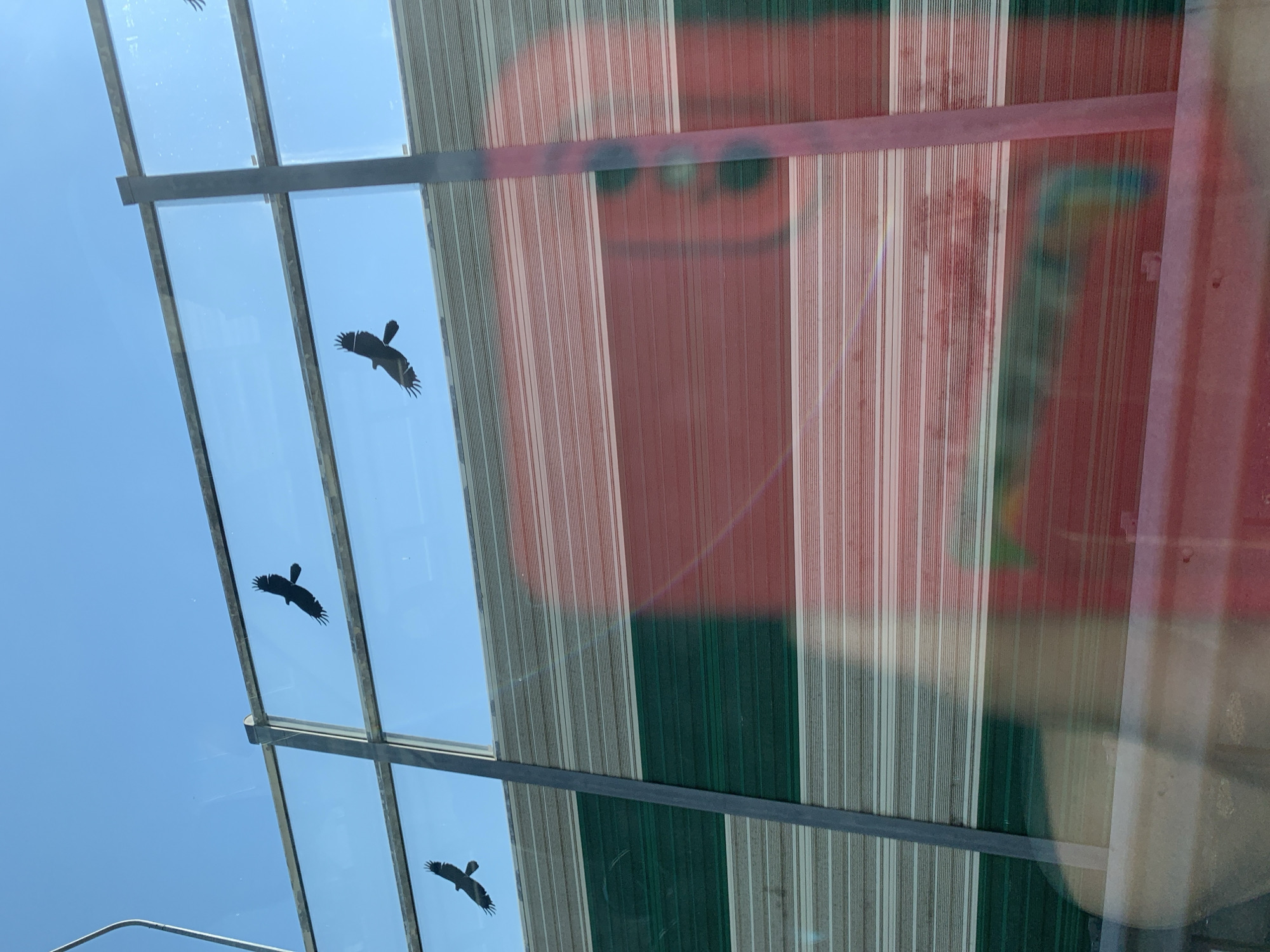 The image displays a clear blue sky with four silhouetted birds in flight against a reflective, semi-transparent barrier. The barrier is made of horizontal panels, with the top section appearing clear and the lower section featuring alternating green and white horizontal stripes. A red and tan reflection of an object, possibly a vehicle or building, is visible on the lower part of the barrier. The scene is viewed through a transparent surface, likely a window, which shows some distortions and reflections. The overall impression is of a barrier in an outdoor setting, possibly alongside a road or open area, with birds flying above. No specific location in Гацукоўскі сельскі Савет, Belarus is identifiable from the visual information present in the image.