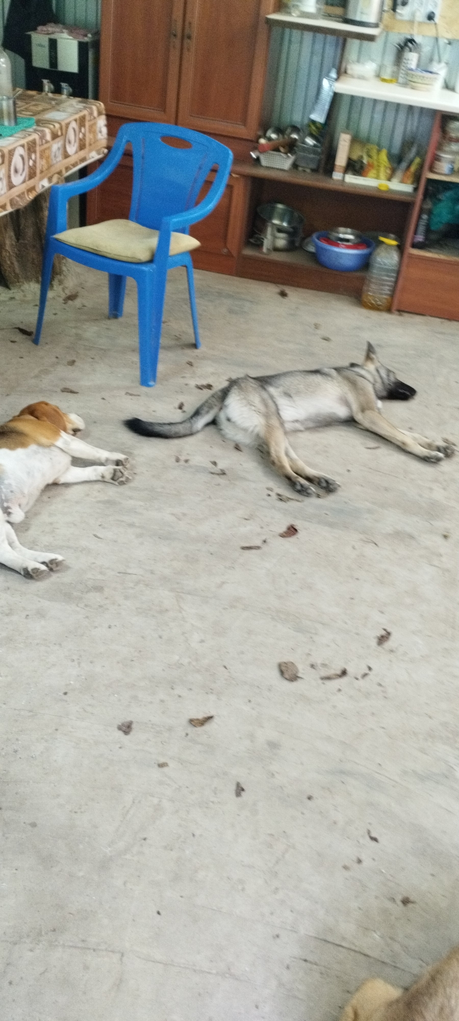 In an indoor setting, possibly a rustic kitchen or storage area, two dogs are resting on a concrete floor. A tan and white dog, appearing to be a beagle mix, lies on its left side facing left. Adjacent to it, a gray and tan dog, possibly a German Shepherd mix, is lying on its right side facing right. The floor is concrete and shows some scattered debris, appearing to be dirt or leaves. In the background, there is a blue plastic chair with a light-colored cushion. Behind the chair, a wooden cabinet with two doors is visible, and to the right, shelves are stocked with various items, including containers, bottles, and what looks like kitchenware. The overall environment suggests a utilitarian space, possibly in a rural or semi-rural location. This scene is not specific to Yaroslavskaya, Russia.