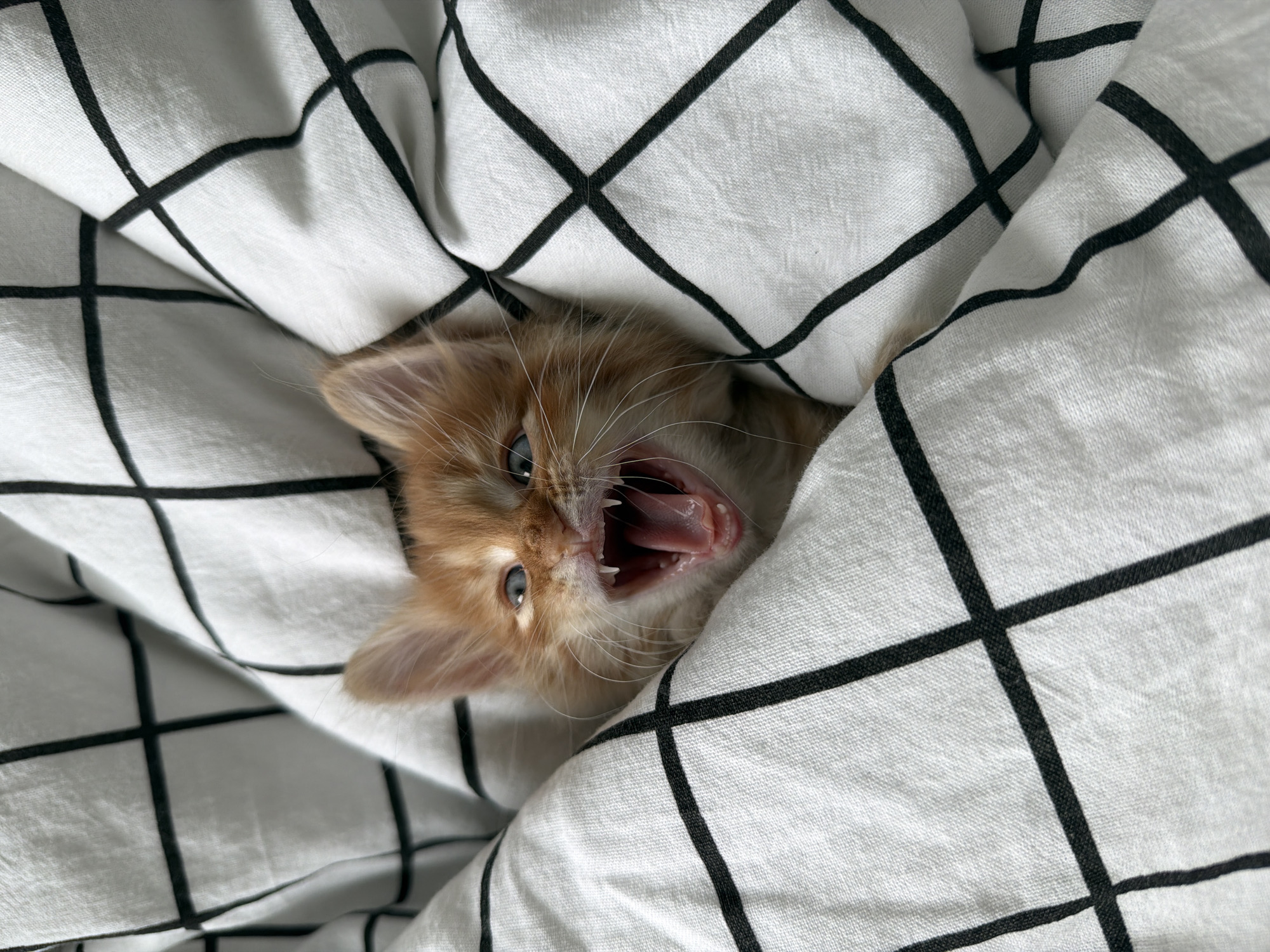 An orange kitten is lying under a white bedsheet with a black grid pattern. The kitten's head is visible with its mouth open, appearing to yawn or meow. The location in Khimki, Russia is not ascertainable from the image.