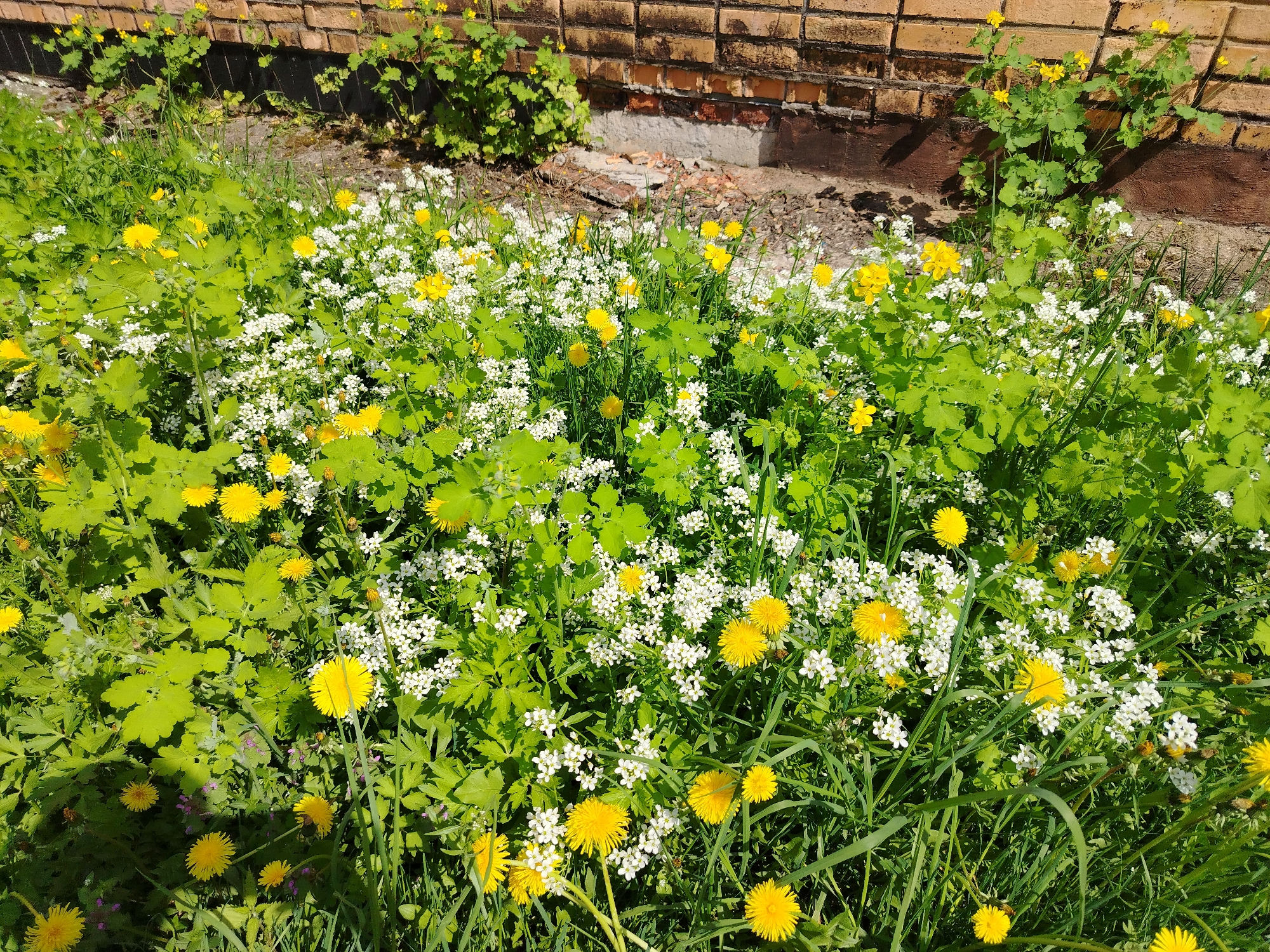 A ground-level view shows a dense patch of weeds and wildflowers growing against a brick wall. Dandelions with bright yellow flower heads are interspersed among other leafy green plants and clusters of tiny white flowers. The brick wall is partially visible in the background, showing variations in color and texture, with some sections appearing worn. Sunlight casts shadows across the scene, highlighting the various textures and colors of the plants. The location appears to be an overgrown area in an urban setting.