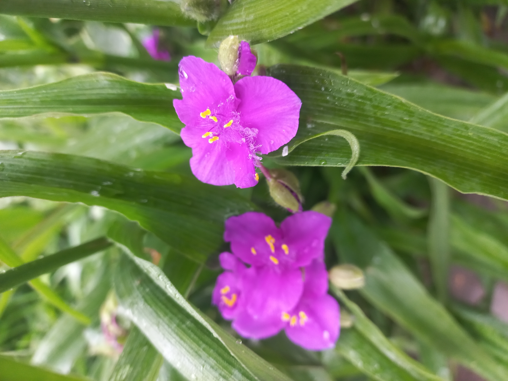 The image shows a close-up of two clusters of bright pink flowers, possibly Tradescantia virginiana (Spiderwort), surrounded by green, linear leaves. The flowers have yellow stamens. Some leaves and petals show evidence of water droplets. The environment suggests an outdoor garden setting. The location of Kyiv, Ukraine is speculative and not verifiable from the visual information alone.