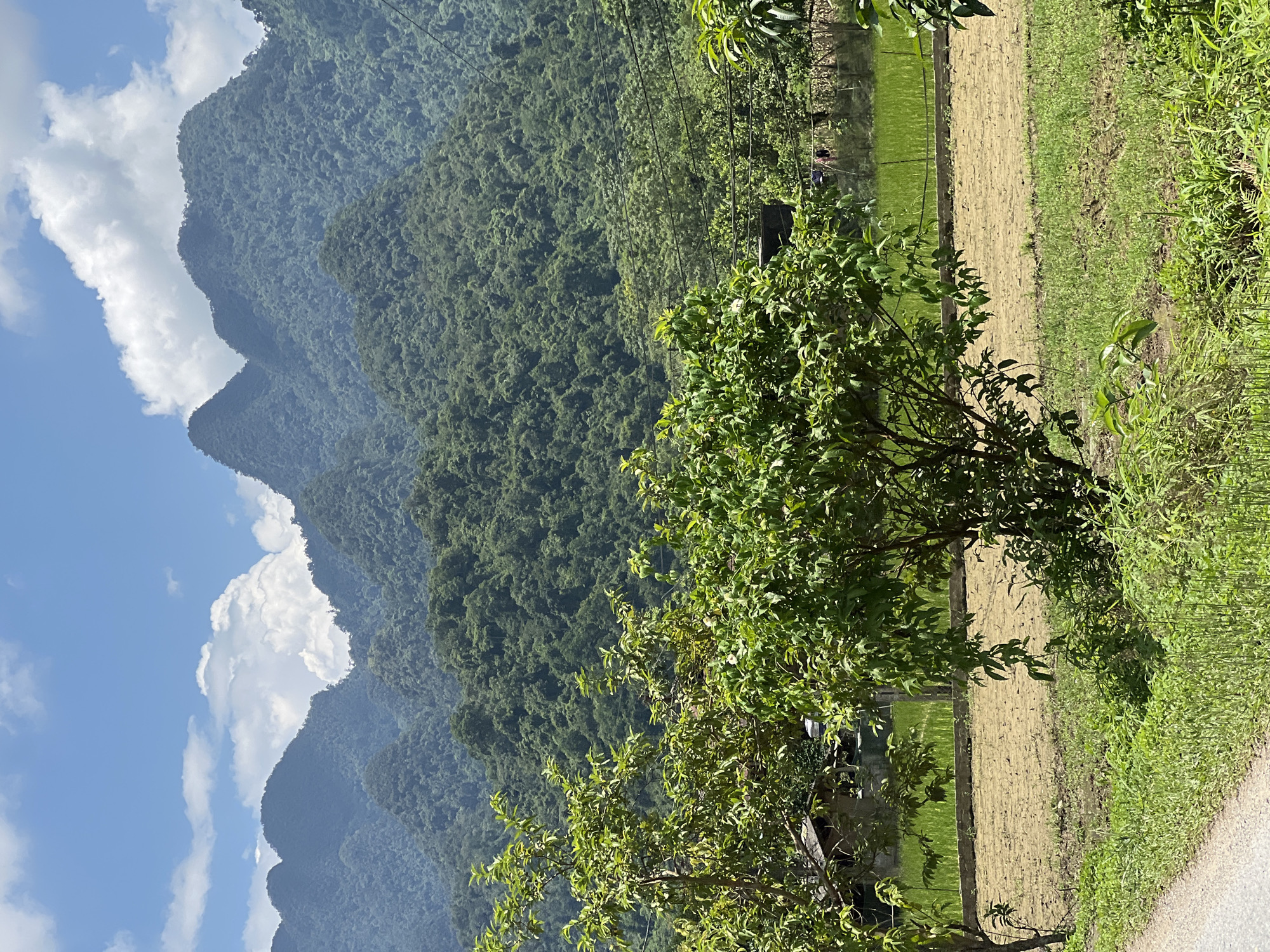 A landscape photograph taken on a sunny day depicts a rural scene in Thuận Hòa Commune, Vietnam. In the foreground, a dirt road is visible on the left, bordered by lush green grass and vegetation. A medium-sized tree with vibrant green leaves stands prominently in the center of the image, with another tree to its left. Beyond the trees, a section of cultivated land is visible, appearing as a patch of dry, tilled soil. Further in the background, a rice paddy field is seen, with its green stalks indicating growth. A small, simple structure, possibly a house, is partially visible behind the trees, near the edge of the rice paddy. The middle ground is dominated by dense, verdant hills, which transition into majestic, mist-covered mountains in the background. The sky above is a clear blue, dotted with fluffy white clouds that are illuminated by the sun. The overall scene conveys a sense of natural beauty and tranquility characteristic of rural Vietnam.