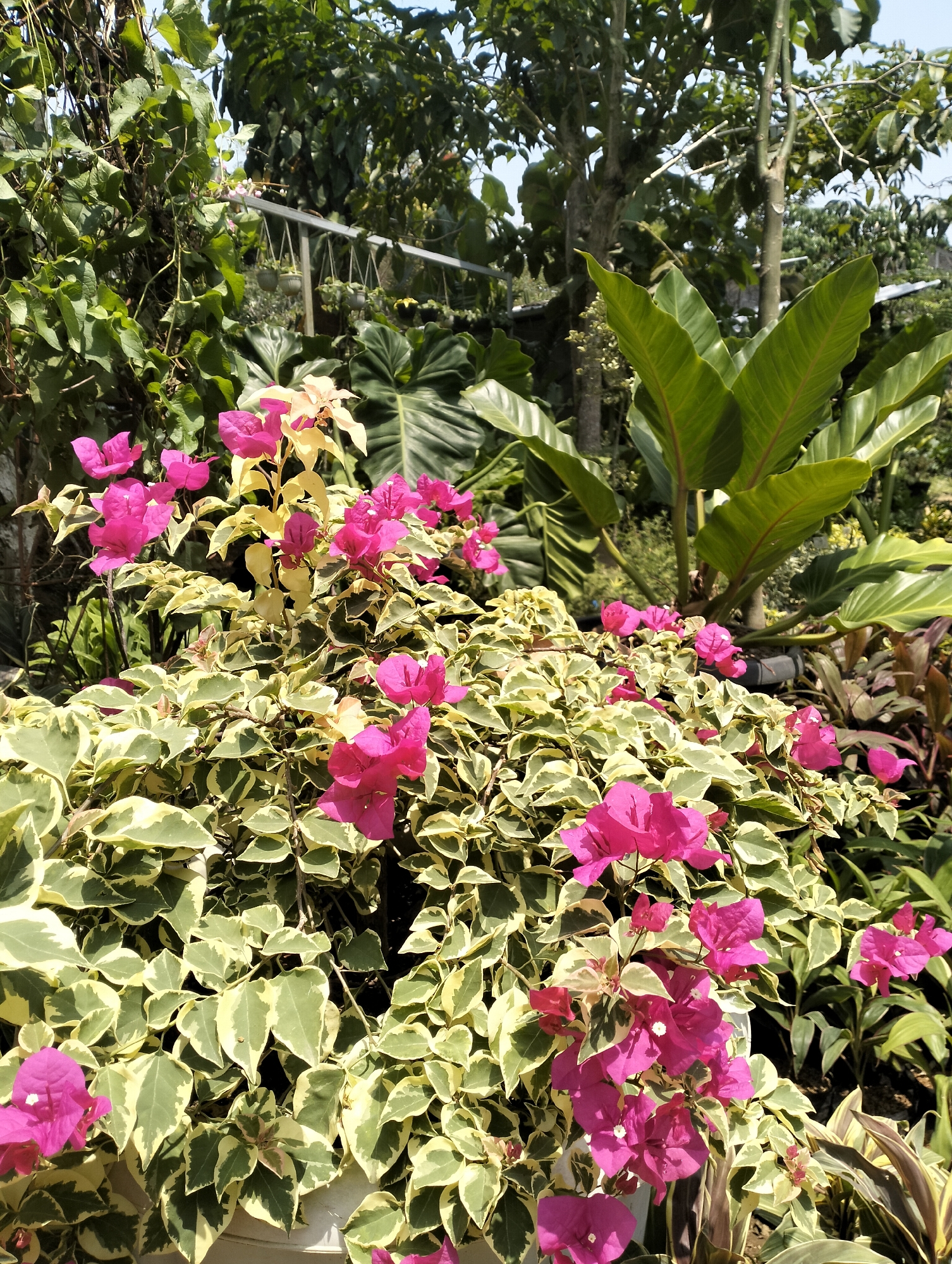 The image depicts a close-up view of a lush garden filled with vibrant pink bougainvillea flowers and variegated green and yellow leaves. In the background, large green leaves of a tropical plant are visible, along with trees and a fence. The scene suggests a sunny day. The location is identified as Banjarejo, Indonesia. There are no people or animals present in the image, nor are any specific actions or interactions taking place. The environment is primarily botanical, with a focus on the colorful flora.