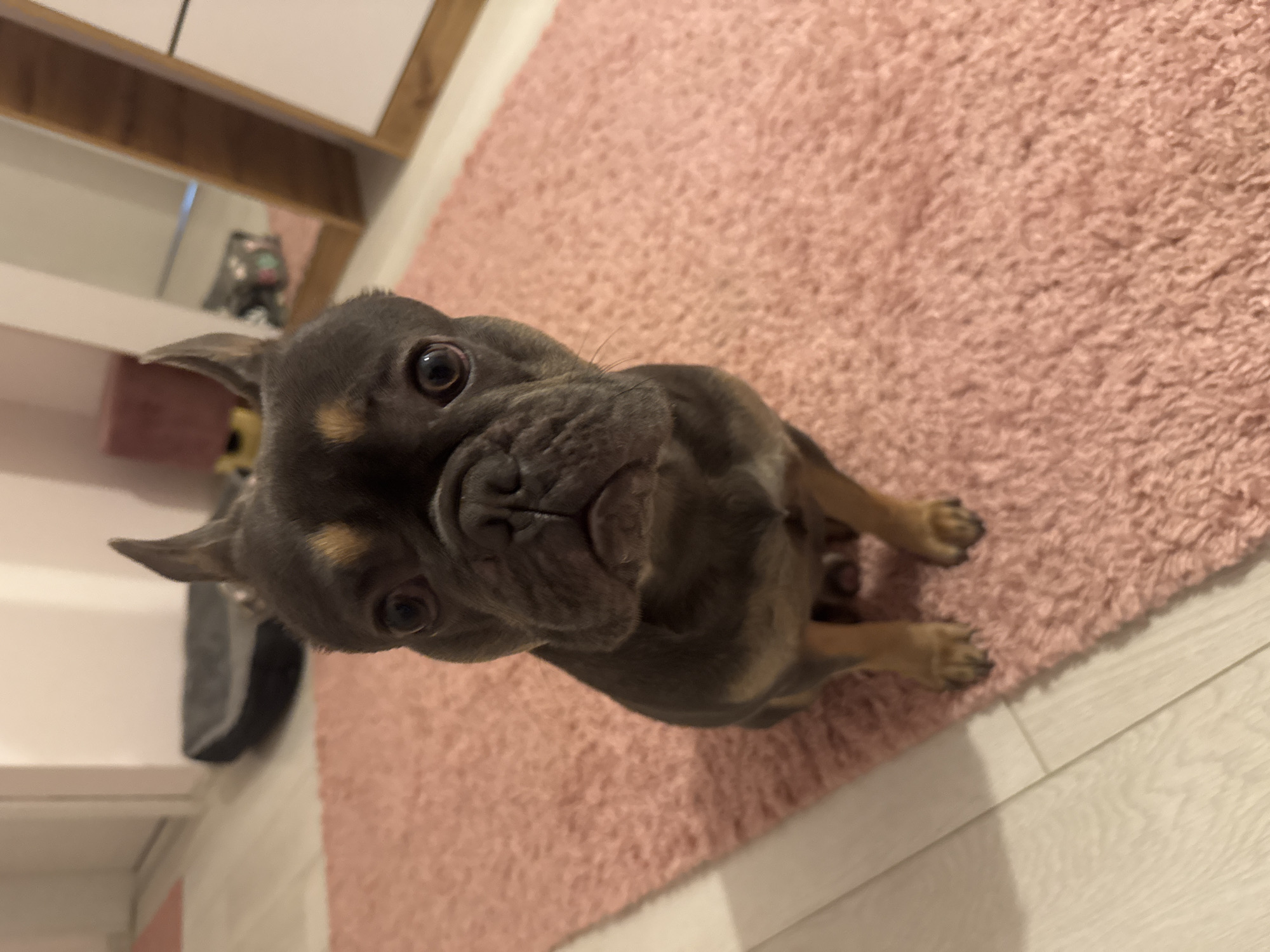 A blue and tan French Bulldog puppy is sitting on a pink shag rug indoors. The rug is positioned on a white laminate floor. In the background, a white and wood-tone cabinet can be seen. The exact location in Burgas, Bulgaria is not identifiable.