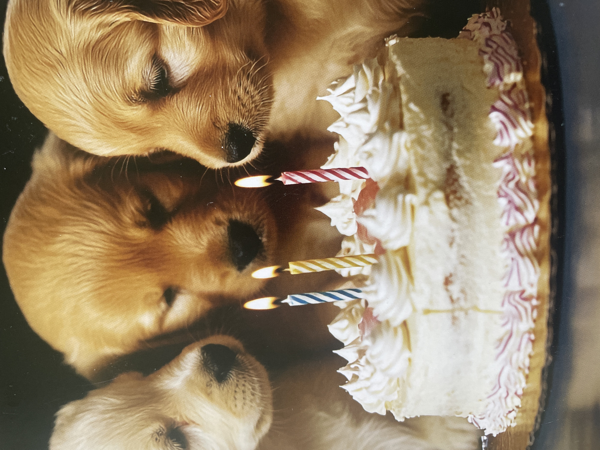 The image, rotated 90 degrees clockwise, features three golden retriever puppies gathered around a lit birthday cake. The puppies, with their soft, light golden fur and dark noses, occupy the left side of the frame. One puppy is in the foreground, looking towards the cake with eyes mostly closed, while two other puppies are visible behind it, also appearing to observe the cake.
On the right side of the frame, a two-tiered birthday cake stands, covered in white frosting. Both tiers are decorated with striped piping in shades of pink and purple along their edges. Three lit birthday candles are placed on top of the cake, casting a warm glow. These candles are striped: one red and white, one yellow and white, and one blue and white.
The scene depicts a birthday celebration, likely for the puppies, evoking a sense of warmth and tenderness. The background is dark and out of focus, drawing attention to the puppies and the cake. The lighting is soft, enhancing the gentle mood. There is no visible text. No specific location cues are present in the image to indicate Sofia, Bulgaria. The puppies' expressions suggest curiosity and a relaxed demeanor, possibly sniffing the cake or in a sleepy state.