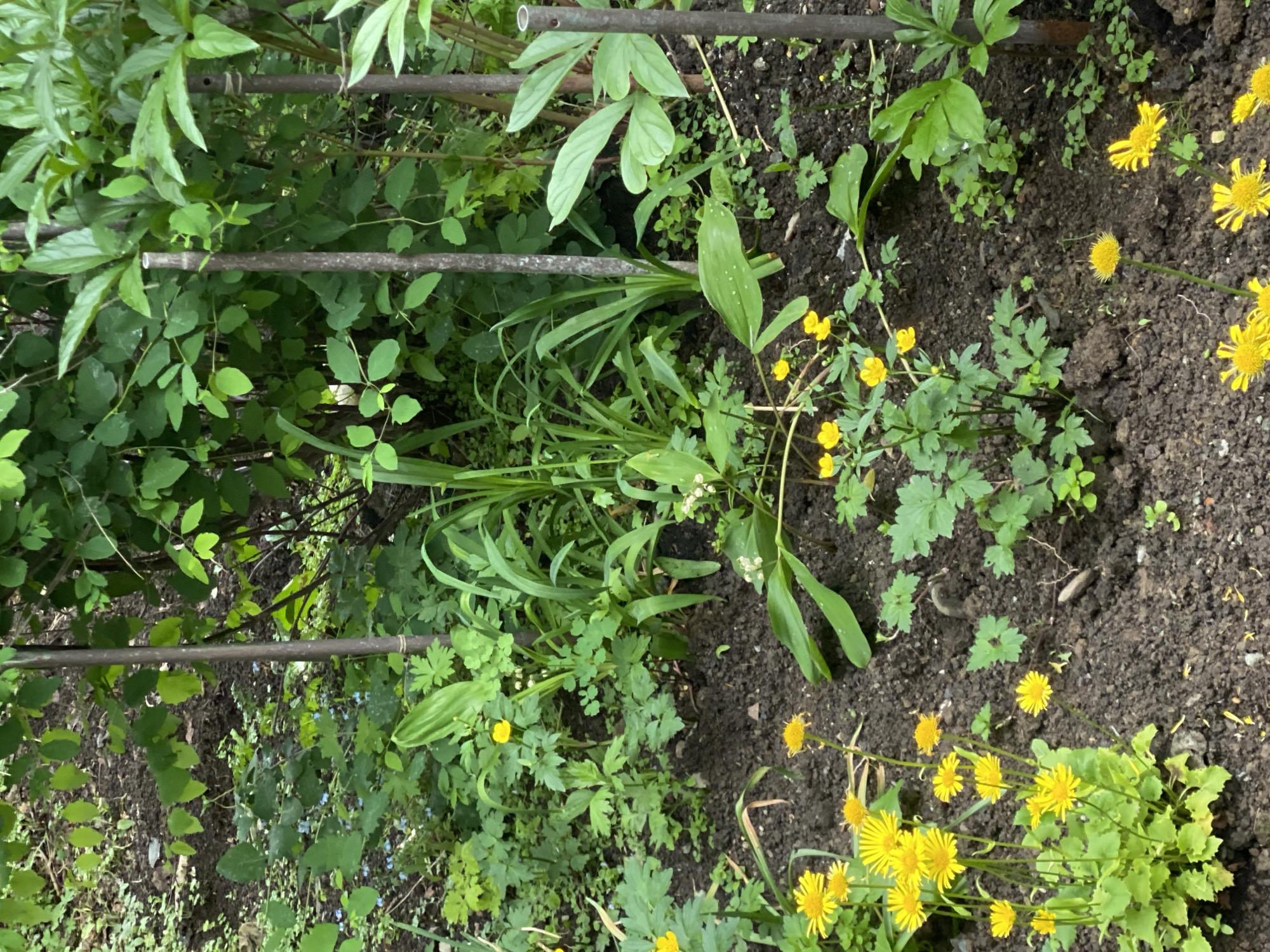 The image depicts a close-up view of a garden bed with dark soil and various green plants and small yellow flowers. Several vertical metal stakes are visible throughout the garden, appearing to support some of the foliage. In the foreground, a cluster of bright yellow, daisy-like flowers with fringed petals is prominent. Scattered among the greenery are other smaller yellow flowers, some with single petals and others in small clusters. The leaves of the plants vary in shape and size, with some being broad and elongated, while others are delicate and compound. The overall impression is one of lush, natural growth within a garden setting, likely in Yuzhno-Sakhalinsk, Russia, given the context. There are no people or animals visible in the image.