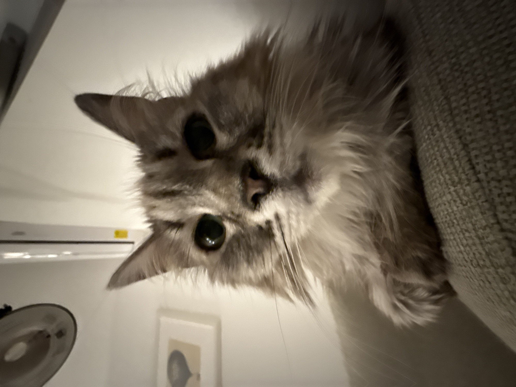 A fluffy, light grey and brown tabby cat is the prominent subject, captured from a low-angle perspective as it looks directly down towards the viewer. The cat's large, dark eyes, small pink nose, and abundant whiskers are clearly visible, with its fur appearing soft and somewhat ruffled. Its head is slightly tilted, conveying a sense of curiosity or alertness.
The cat is positioned against a light-colored wall background, with part of its body seemingly resting on a light grey or beige textured, possibly woven, sofa or cushion on the right side of the frame. In the background, on the upper left wall, an air conditioning split unit is visible, featuring a small, indistinct yellow sticker. Below and to the left of the cat, a portion of a lamp with a metallic, circular shade is seen. Further right and lower, a framed picture or artwork, depicting a dark silhouette of a head, hangs on the wall.
The scene is set indoors, suggesting a home environment like a living room or bedroom. The unique low-angle shot creates an intimate view of the cat, implying it is on an elevated surface looking down. The lighting is soft and appears to be artificial, illuminating the cat's features and the surrounding area. There is no decipherable text visible beyond the small yellow sticker on the air conditioning unit.