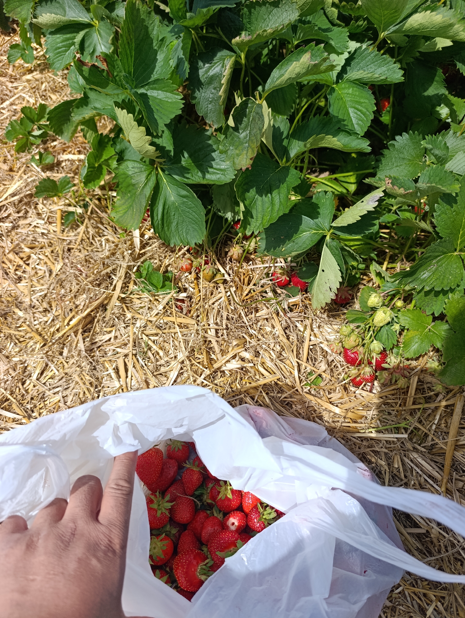 The image depicts a close-up view of a strawberry patch on a sunny day. In the foreground, a white plastic bag is filled with freshly picked strawberries, some of which are visible at the top of the bag. A hand, with fingers partially visible, appears to be holding or adjusting the bag. The ground is covered with straw, which is a common practice in strawberry cultivation to protect the fruit and suppress weeds. Strawberry plants with green leaves and some developing and ripe strawberries can be seen growing among the straw. Some of the strawberries on the plants are red and ripe, while others are still green. The scene suggests a person is actively harvesting strawberries. The question of its location in Reutlingen, Germany, cannot be answered from the visual information provided in the image.