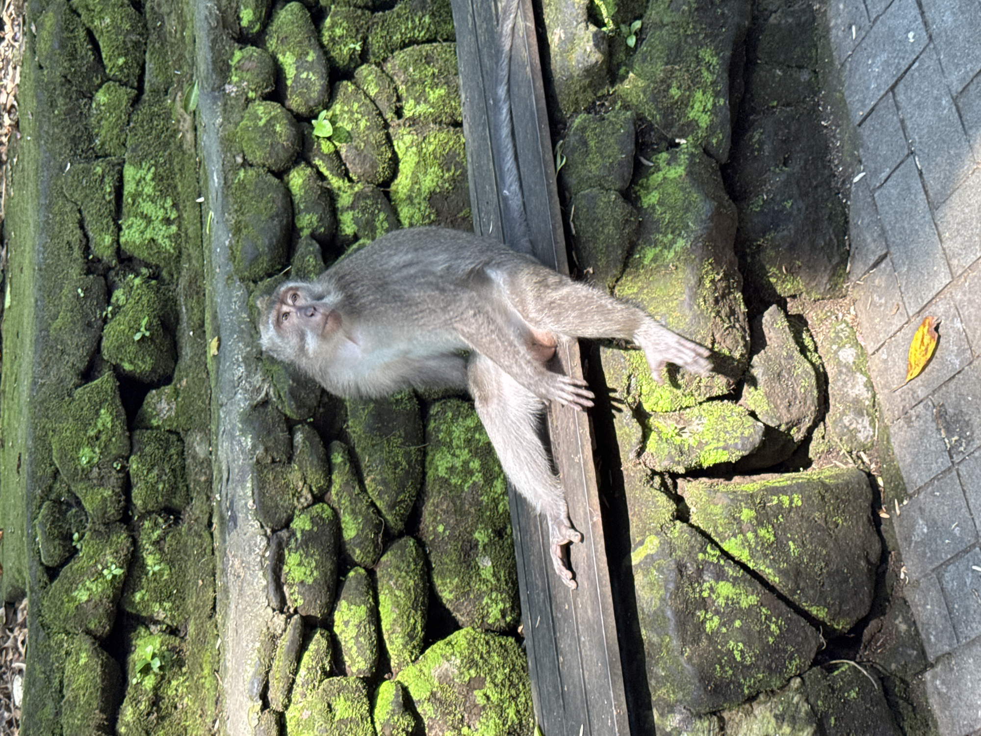 A monkey sits on a wooden bench in front of a moss-covered stone wall in Ubud, Bali, Indonesia. The monkey, with light brown fur and a lighter face, is sitting with its legs extended. Its left hand rests on the bench, while its right hand is partially visible near its lap. The stone wall behind the monkey is comprised of unevenly shaped rocks, many of which are covered in vibrant green moss. The ground in front of the bench is paved with grey interlocking bricks, and a single yellow leaf rests on the pavement. The scene is lit by dappled sunlight, suggesting an outdoor environment.