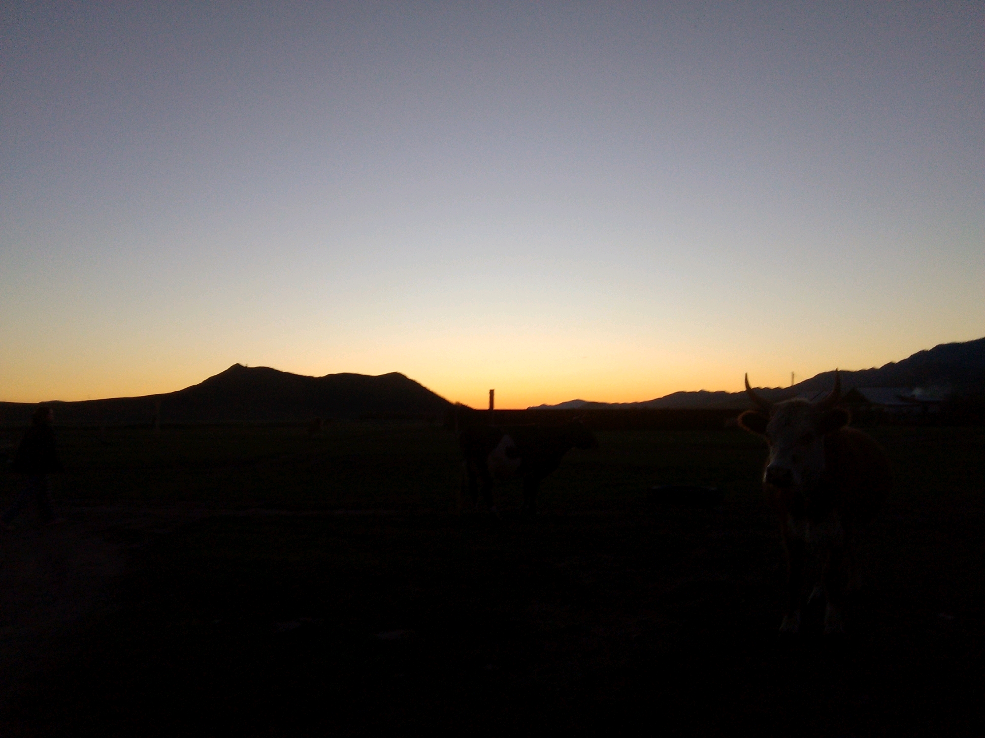 The image depicts a rural sunset scene in the vicinity of Суш, Russia. The sky transitions from a pale lavender at the top to a warm orange and yellow gradient near the horizon, silhouetting distant mountains. In the foreground, the landscape is cast in deep shadow. Two cows are visible: one in the middle ground, dark with a white patch on its side, and another in the right foreground, more clearly defined though still in silhouette, with visible horns. A faint, dark figure, possibly a person, is seen on the far left. The terrain appears to be open grassland.