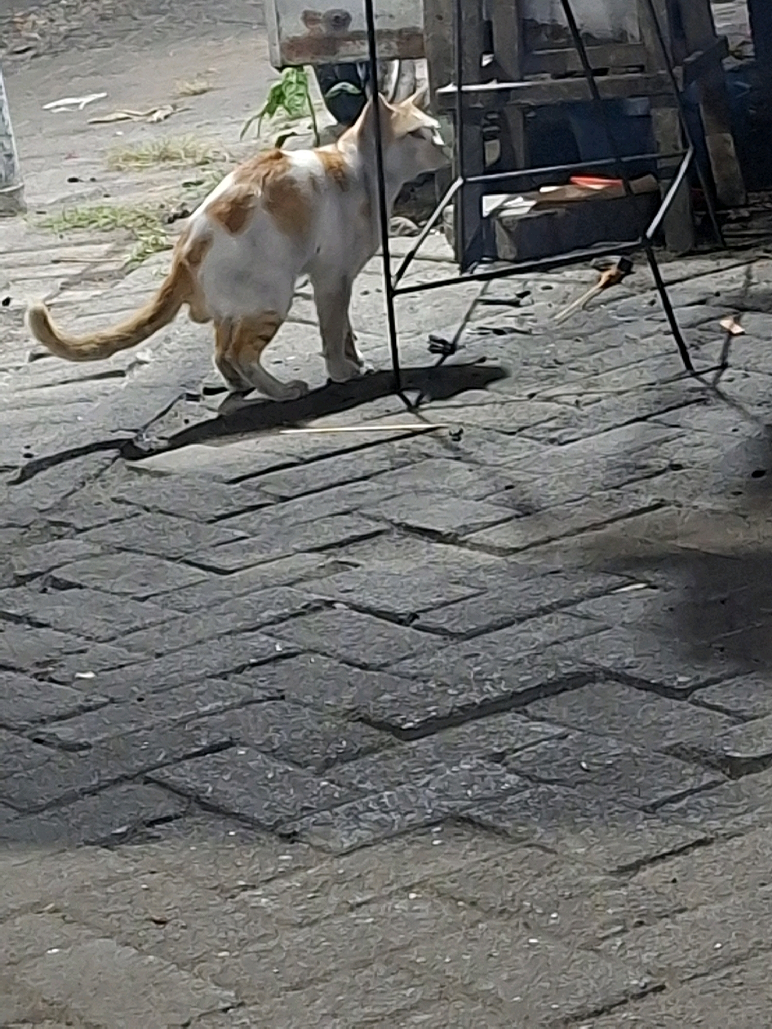 A medium shot captures a bi-colored cat, predominantly white with patches of orange fur, standing on a patterned cobblestone surface. The cat is positioned facing right, with its tail curled upwards. Behind the cat, a dark metal structure, possibly part of a display or stall, is visible. The background appears to be a street scene, with hints of vegetation and other urban elements. The lighting suggests it might be evening or nighttime, with some artificial light sources casting shadows. The cobblestone ground is damp in places, reflecting the ambient light. The overall scene is typical of a street in an Indonesian city like Surabaya.