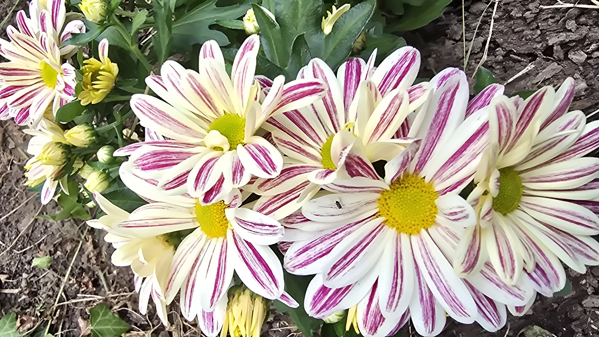 This is a close-up, vertical, eye-level shot of a cluster of striped chrysanthemums. The flowers are predominantly white with bold magenta stripes radiating from the yellow and green centers. Some of the flowers are in full bloom, while others are still buds. The petals are delicate and slightly curled. The background consists of dark soil, dry twigs, and green foliage. The lighting appears to be natural daylight, casting subtle shadows. There is a small black insect on one of the petals. The image captures a natural outdoor setting, likely a garden, in Antwerp, Belgium.