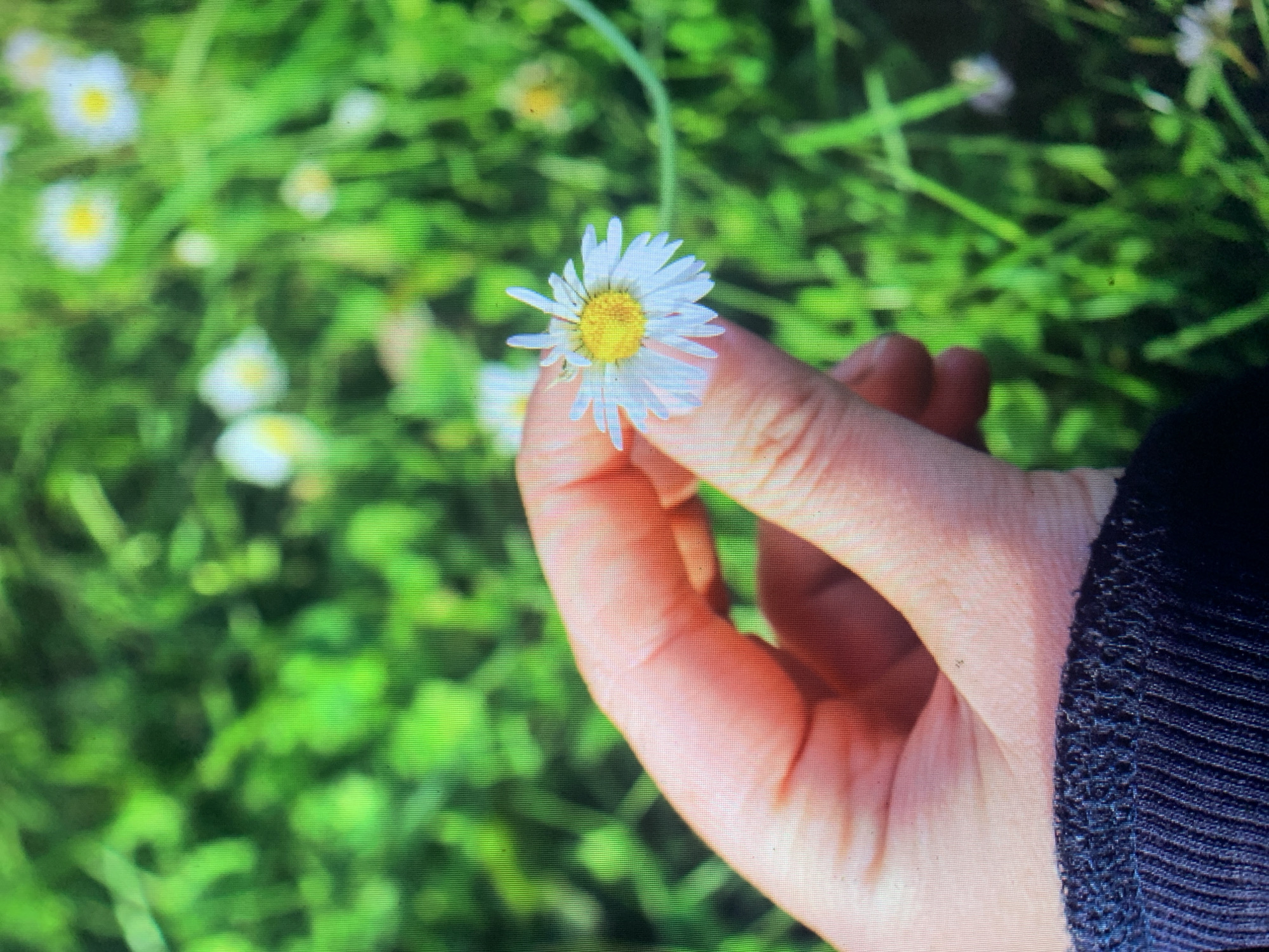 A hand is holding a small white daisy with a yellow center. The hand is pink and appears to be a human hand. The daisy is being held in front of a blurry green background of grass and other small white flowers. The overall impression is that of a close-up shot taken outdoors in a natural setting.