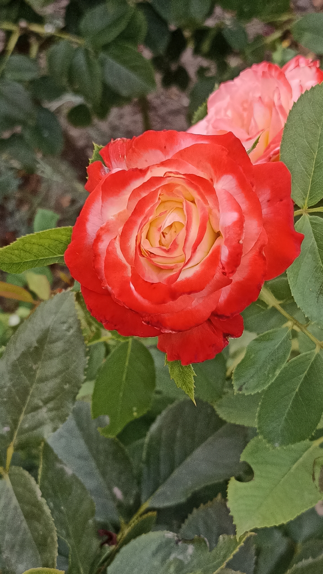 A close-up, vertical shot captures a bi-colored rose in full bloom, its petals transitioning from a vibrant red at the edges to a soft yellow and white towards the center. The rose is surrounded by lush green foliage, with other blurred pink and red roses visible in the background, suggesting a garden setting. The lighting appears natural, casting soft shadows and highlighting the delicate texture of the petals. The image is sharp and detailed, focusing on the intricate patterns of the rose's unfurling petals. The overall scene evokes a sense of natural beauty and tranquility, likely a photograph taken outdoors in a garden or park. There is no indication of the city of Magala, Moldova, or any specific geographical markers within the image.
