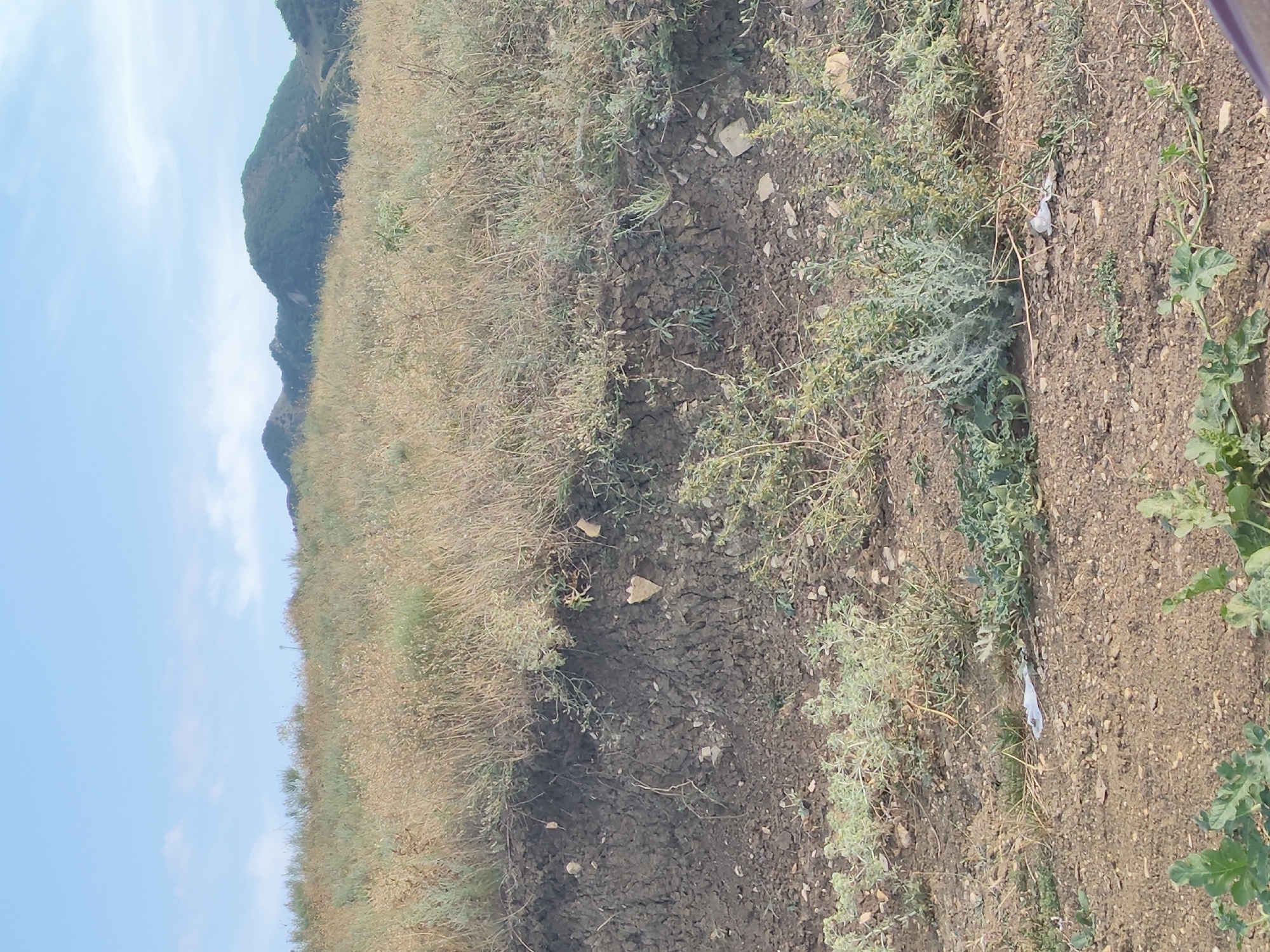 The image depicts a natural landscape under a clear blue sky with scattered clouds. The foreground features dry, golden grass and sparse green vegetation growing on a dirt and rocky ground. A significant portion of the image is dominated by a steep, dark, eroded embankment, revealing layers of soil and small stones. Above the embankment, the terrain continues with more dry grasses and some scrubby bushes, leading towards a range of green, undulating hills or mountains in the background. The overall scene is one of a dry, semi-arid environment. The specific location is not identifiable from the image itself.