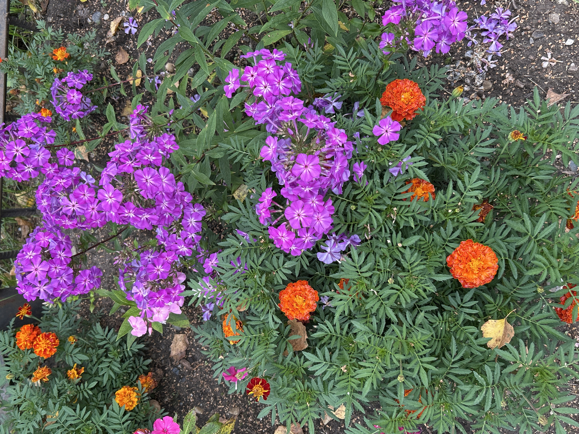 The image depicts a close-up view of a flower bed in an outdoor setting. The primary subjects are clusters of vibrant purple phlox flowers and bright orange marigolds, interspersed with green foliage. Some fallen brown leaves are scattered on the dark soil. The background shows a dark metal fence and more of the garden. There are no people or animals visible in the frame. The scene is a naturalistic display of blooming flowers. This image does not contain information that can be used to determine its location in the city of Tomsk, Russia.