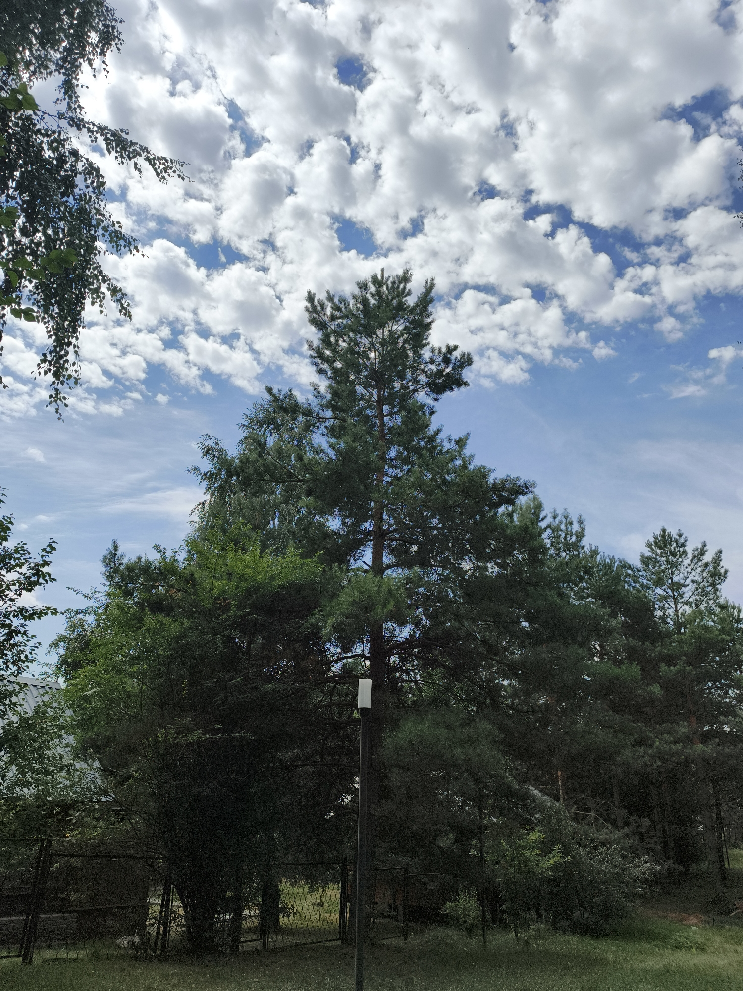 The image captures a natural landscape scene, likely in Katun', Russia, under a partially cloudy sky. The foreground features a dark, chain-link fence running horizontally across the image, with patches of dry grass and green foliage peeking through. Behind the fence, several trees dominate the scene. A tall, slender pine tree stands prominently in the center, its dark green needles contrasting with the lighter green foliage of surrounding deciduous trees. To the left, the branches of a birch tree with sparse leaves hang into the frame. A lamppost with a white fixture is visible in the middle ground, positioned in front of the pine tree. The background is a bright blue sky filled with fluffy white cumulus clouds, some appearing wispy. The overall impression is that of a wooded area bordering a residential or park-like setting.