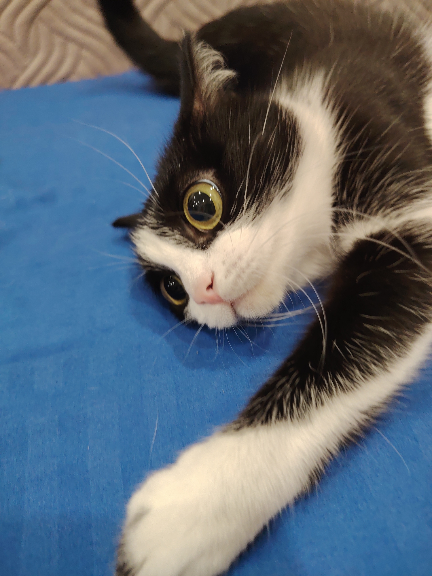 An indoor, close-up, slightly angled shot shows a black and white cat lying on its back on a bright blue surface. The cat's head is tilted, and its large, golden eyes are wide open, looking directly at the camera with a surprised or playful expression. The cat has a white chest, white paws, and white markings on its face, including a blaze up its nose. Its left front paw is extended towards the camera, and its right foreleg is partially visible. The background is a blurry, textured surface, possibly a couch, in a neutral color. The lighting is consistent and does not cast harsh shadows.