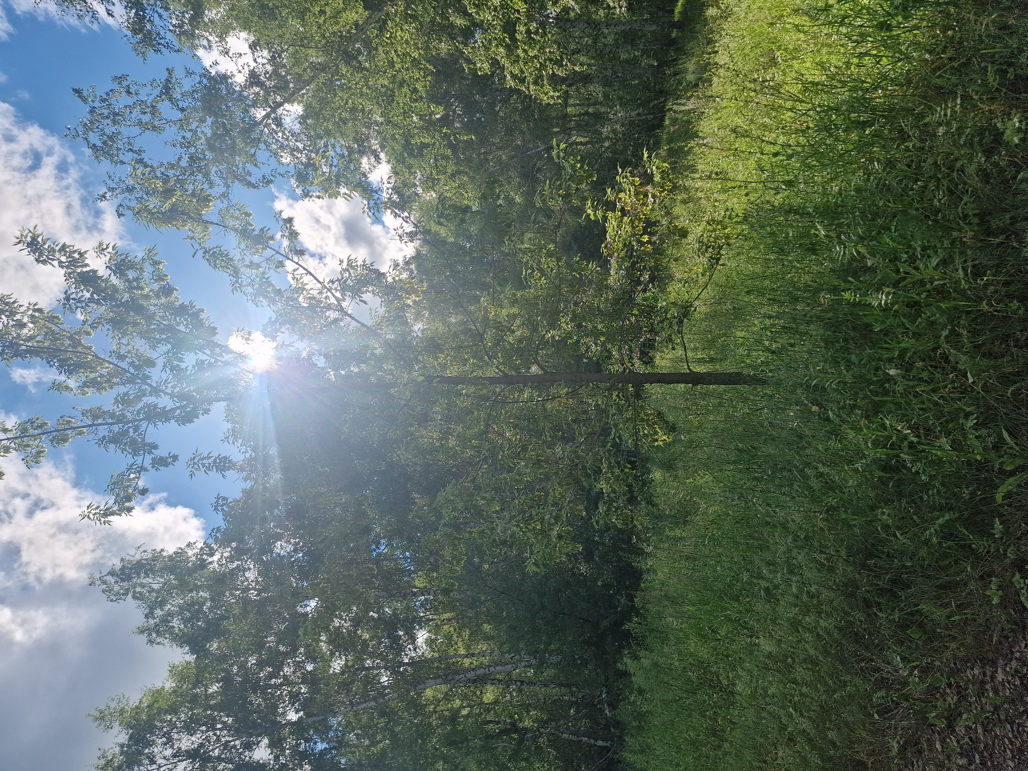 The image depicts a sunlit forest scene with a clearing in the foreground. Tall green grass covers the ground, with a small tree situated in the center of the clearing, its leaves illuminated by the sun's rays. The sun is partially obscured by the tree's branches, creating a lens flare effect. Behind the clearing, a dense forest of various trees, including some with white bark, stretches into the background. The sky above is blue with scattered white clouds. There are no people or animals visible in the image. The scene appears to be a natural, outdoor environment. There is no information within the image to suggest a location in Kashgar City, China.