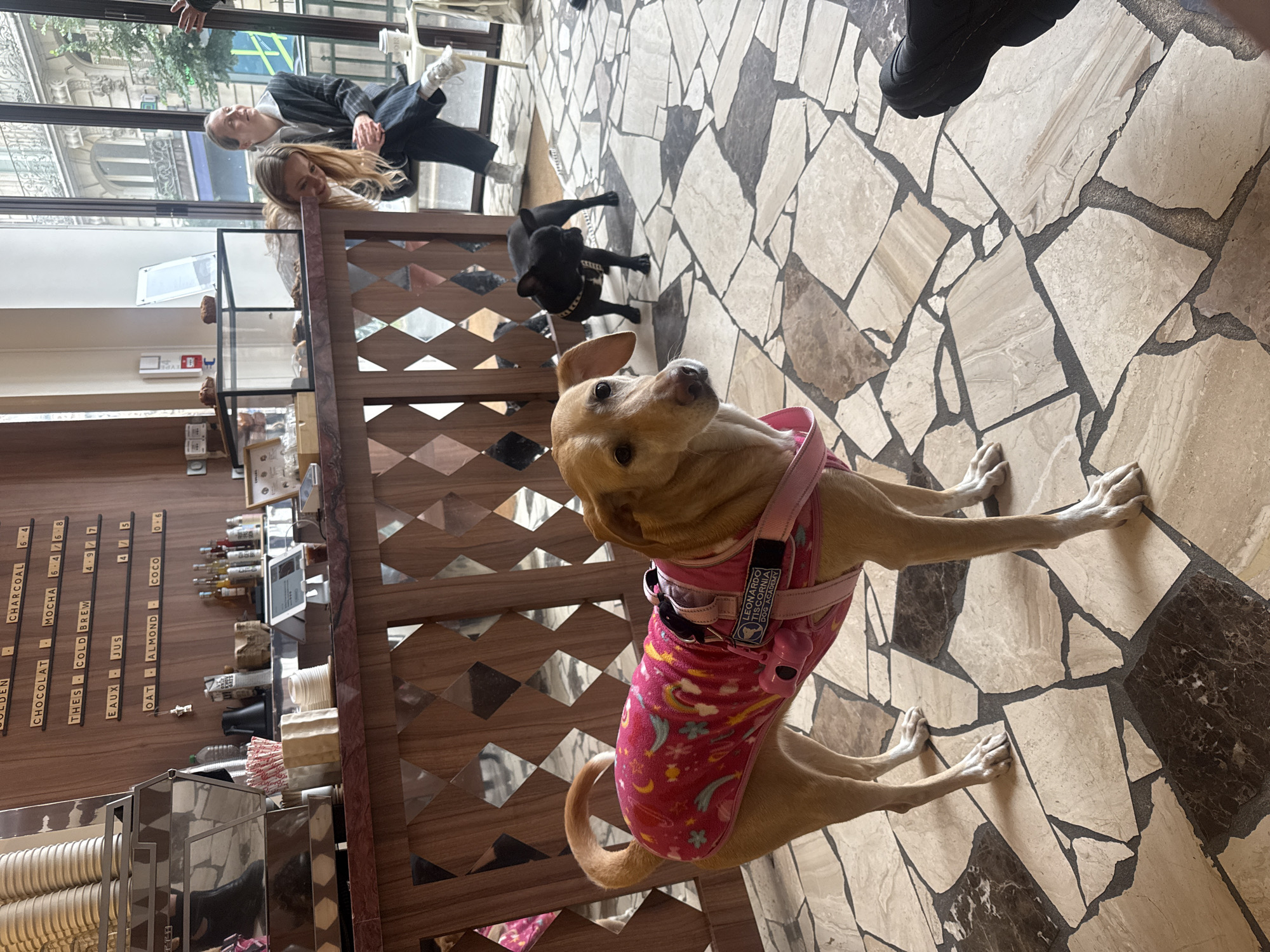 The scene captures the interior of a coffee shop in Paris, France. A light brown dog wearing a pink unicorn-patterned vest and a pink collar stands prominently in the foreground on a stone-tile floor. Further back, a small black dog stands near a display case and bar. Two people are visible through the storefront window, one in a dark suit. An orderly menu board, stainless steel equipment, and stacks of cups line the bar area. The overall light is warm and natural, entering from the storefront.