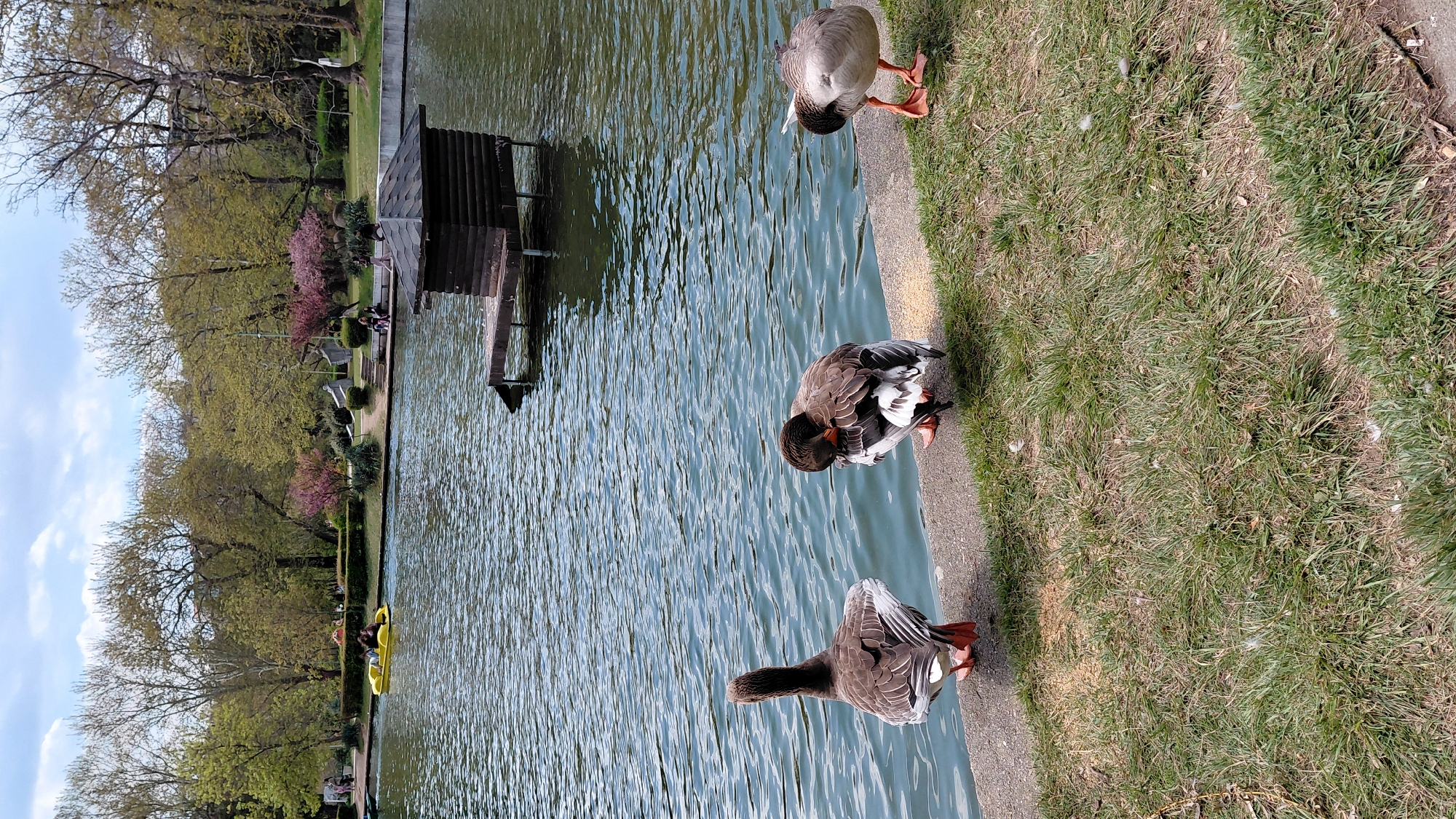The image depicts a park scene in Unknown, Unknown. In the foreground are three gray ducks standing on a concrete bank alongside a body of water. Two of the ducks are preening. In the water, a small wooden structure is reflected. The background features a grassy area with trees, some with pink blossoms. A yellow pedal boat is visible on the water near the treeline. The sky is partly cloudy.