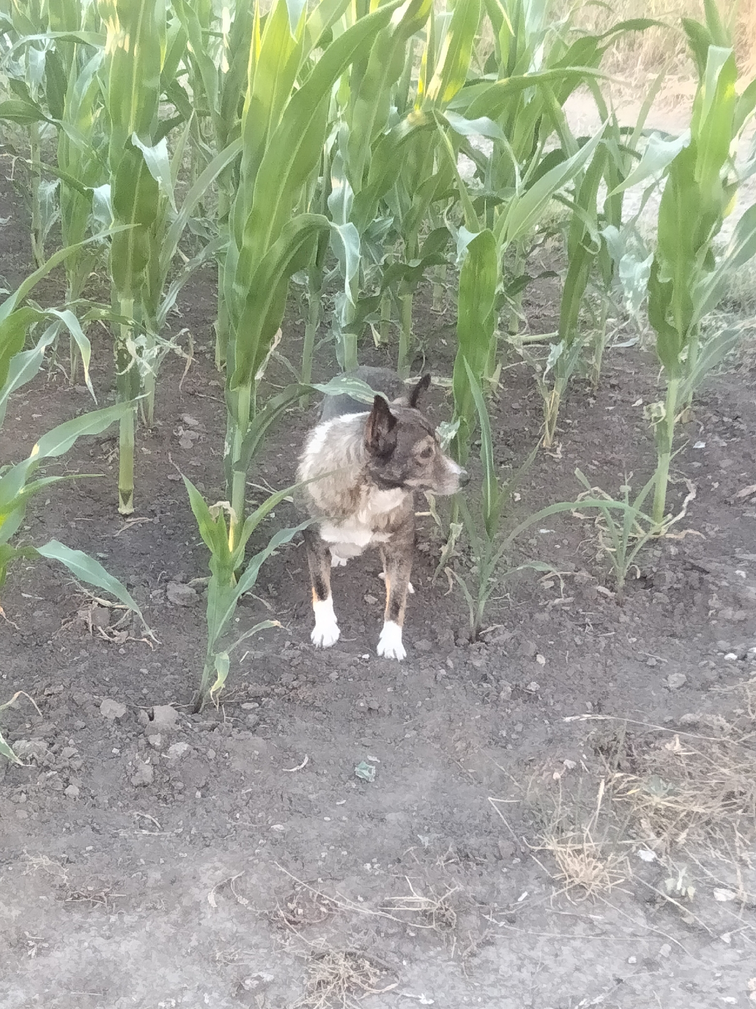 An adult dog with brindle and white fur stands in a cornfield. The dog is facing to the right of the frame and is approximately in the center of the image. The corn stalks are tall and green, with some dried vegetation and dirt visible on the ground. The scene appears to be outdoors. The specific location in Ananiv, Ukraine is not determinable from the visual information provided.