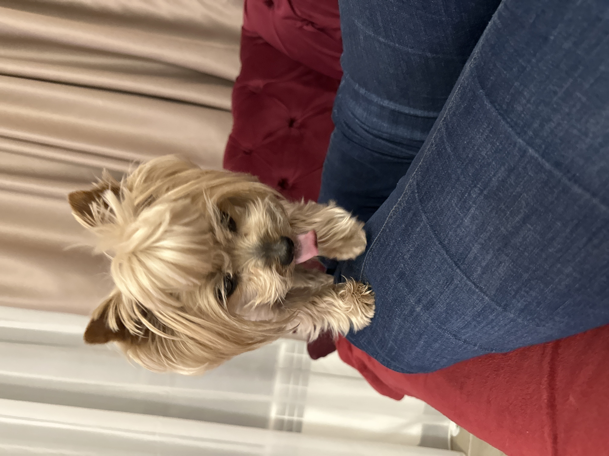 A small, light-furred dog, likely a Yorkshire Terrier, is the central subject of this indoor image. The dog is positioned in the lower-left portion of the frame, looking upwards with its tongue slightly extended, suggesting playfulness or anticipation. Its front paws are resting on a person's leg, which is clad in dark blue denim jeans. The jeans occupy the right side of the image, showing texture and folds.
Behind the person's leg and partially beneath the dog is a piece of rich red upholstered furniture, possibly a cushion or a section of a sofa or armchair, characterized by tufted buttons. In the background, behind the dog, is a light-colored surface with subtle horizontal stripes or textures, which could be a wall, curtain, or another piece of furniture. The overall setting appears to be a cozy indoor environment, likely a home in Sofia, Bulgaria. The lighting is soft, suggesting a relaxed atmosphere. There is no visible text in the image.
