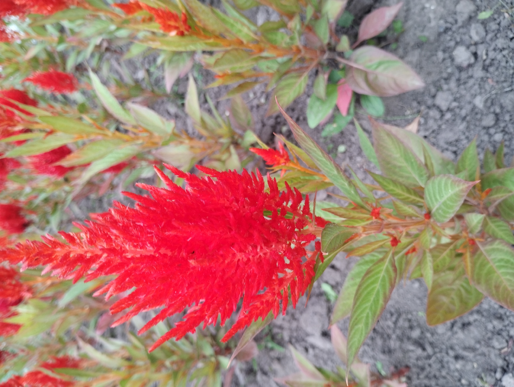 This is a close-up, eye-level, outdoor, vertical shot of red celosia flowers in a garden. The flowers are feathery and bright red, with some green and reddish-brown leaves visible. The ground is dark soil with some pebbles. The overall scene is one of natural growth and flora. There are no people or any signs of human activity visible in the image. The specific location in the city of Sumy, Ukraine, is not discernible from the visual information provided in the image.