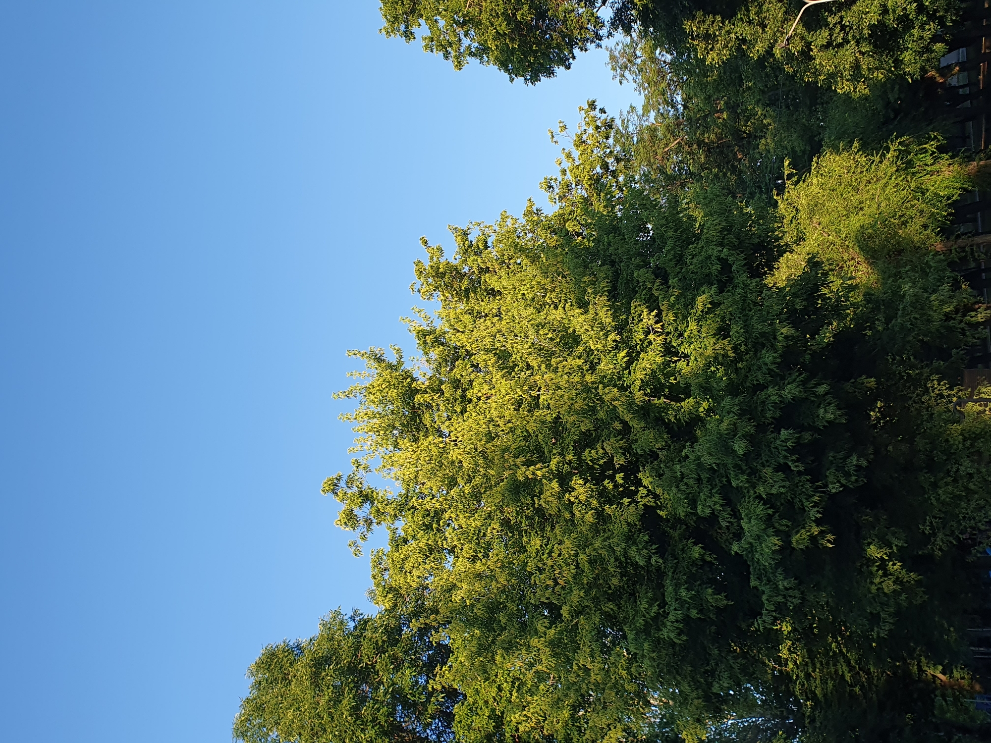 The image captures a clear blue sky over a dense canopy of green trees. The foliage is illuminated by sunlight, highlighting the vibrant green and yellowish hues of the leaves. The trees appear to be mature, with thick branches and a full spread of leaves, suggesting a park or a tree-lined area within a city. The lower part of the image shows darker green foliage and the trunks of some trees, with hints of possibly a pathway or ground cover beneath. The scene is static and peaceful, with no people or animals visible. The overall impression is of a natural setting within an urban environment, bathed in the warm light of the sun.