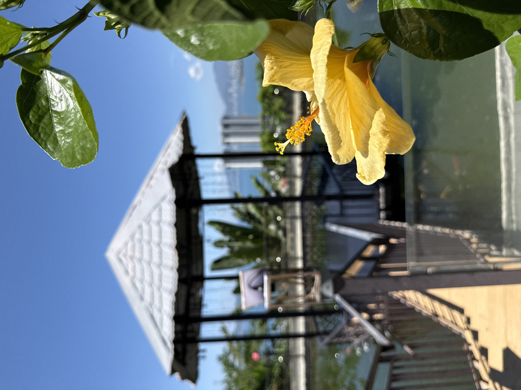 In the foreground, a vibrant yellow hibiscus flower is in sharp focus, its petals unfurling towards the right of the frame. To the left and slightly behind the flower, lush green leaves are visible, also in sharp focus. Beyond the immediate floral elements, the image opens up to a scene that appears to be an outdoor seating or viewing area.
A gazebo with a light-colored, textured roof stands prominently in the mid-ground, its dark frame creating a stark contrast against the bright sky. The gazebo's interior is blurred, but a stand with a light-colored surface, possibly a lectern or small table, is discernible. Behind the gazebo, a body of water, likely a pond or calm sea, reflects the clear blue sky. In the distance, a cityscape is visible with tall buildings clustered together, suggesting an urban coastal environment. The water stretches towards the horizon, where hills or mountains are faintly outlined against the sky.
The overall impression is one of a serene outdoor setting, possibly a park, resort, or a public viewpoint in Bac Nha Trang Ward, Vietnam, with a focus on natural beauty juxtaposed with urban development and a scenic coastal backdrop. The lighting suggests a bright, sunny day. There are no people visible in the image.