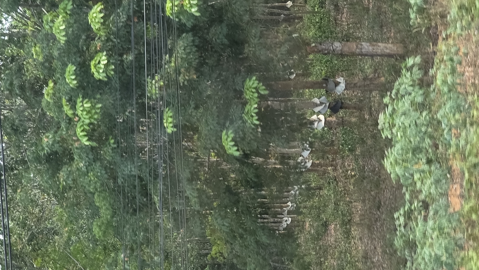 The image depicts a rural scene in Tân Cảnh, Vietnam, characterized by a rubber tree plantation. The trees are aligned in rows with collection cups attached to their trunks. In the foreground are power lines. The ground is covered with foliage.