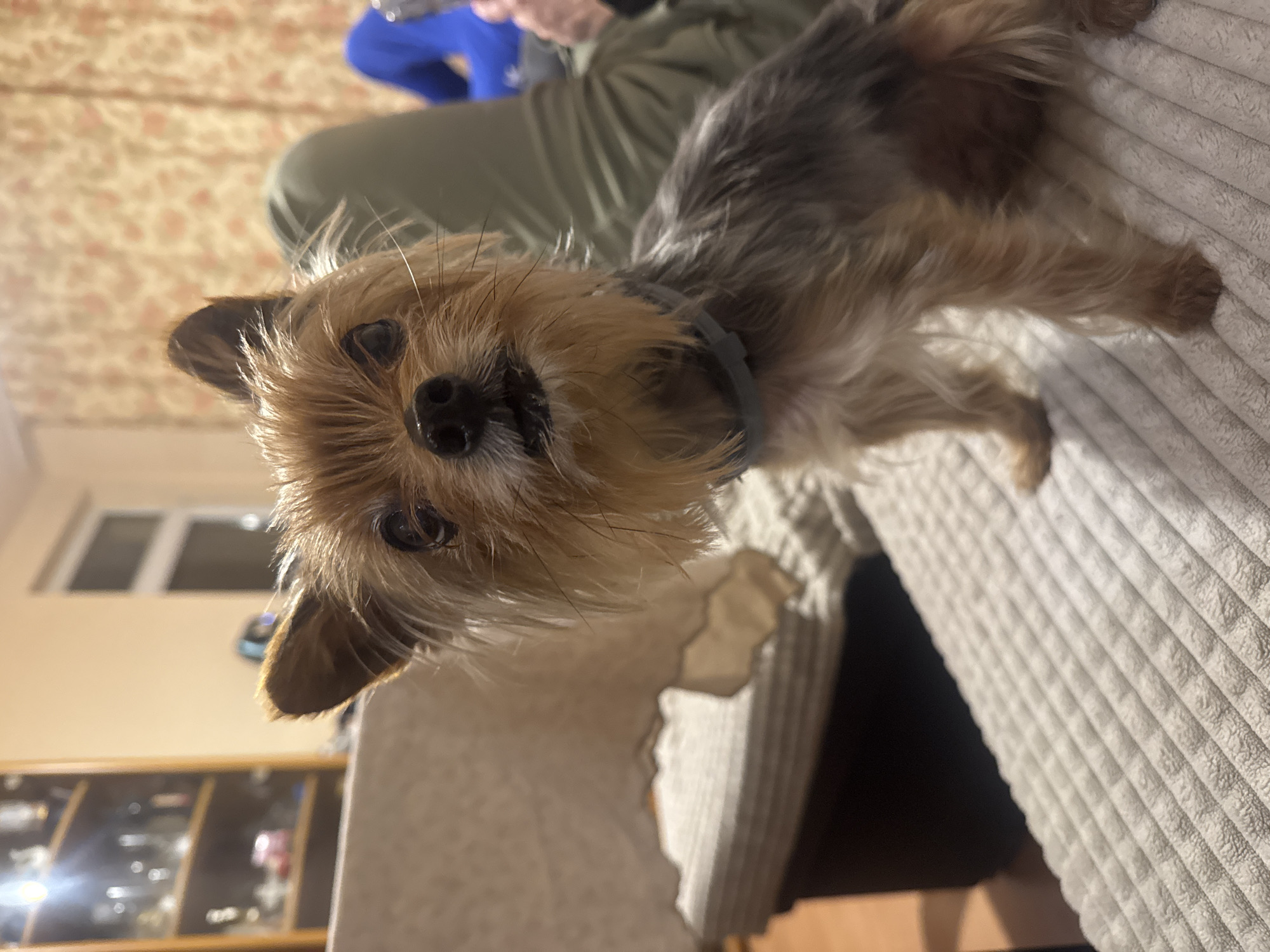 A close-up, slightly angled shot depicts a Yorkshire Terrier dog with brown and grey fur, resting on a textured, light-colored cushion. The dog wears a grey collar and is looking directly into the camera. Behind the dog, a person is partially visible, wearing green pants and a blue shirt. The background includes furniture with a wooden frame and glass shelves, and a window. The location cannot be determined as Burgas, Bulgaria, from the image.