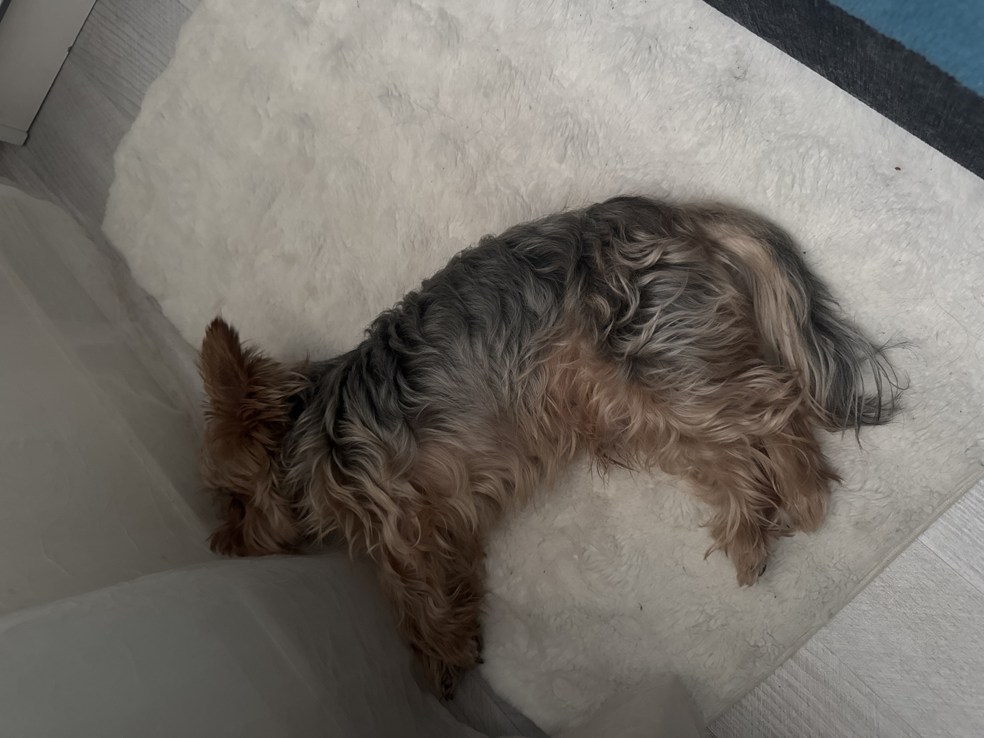 A small, long-haired terrier-mix dog is sleeping curled up on a white, fluffy rug. The dog has tan and gray fur. The rug is positioned on a light gray wooden floor. To the left of the rug, a large, pale gray, slightly translucent object is visible, possibly a piece of furniture or a large bag. The dog is positioned near the left edge of the frame, its body curving towards the right. The background shows a sliver of a white door frame on the right side of the image. The scene is indoors, suggesting a domestic setting within Agios Tychona Community, Cyprus.