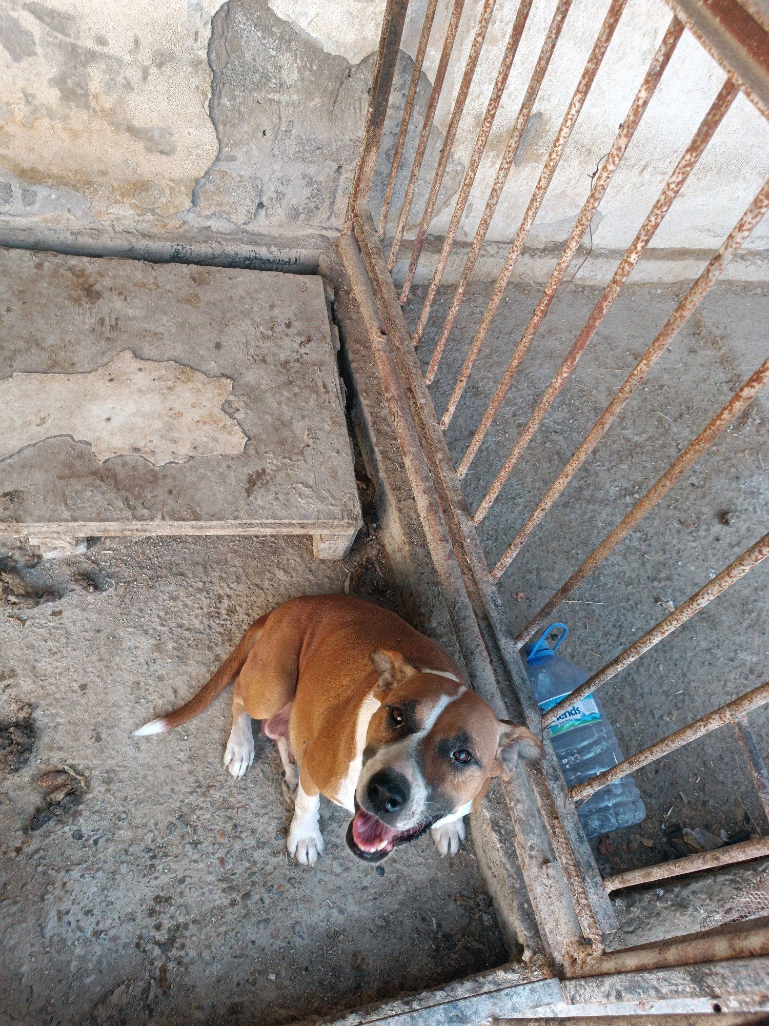 A brown and white dog is sitting on a concrete floor, looking up at the camera. The dog is inside a fenced area, with a rusty metal gate to its right. There is a plastic water bottle with a blue cap on the ground near the gate. The concrete floor is cracked and dirty, with some debris scattered around. The background shows a peeling concrete wall and more rusty metal bars. The overall scene appears to be an outdoor enclosure, possibly a kennel or shelter, located in the city of Yangiyer, Uzbekistan.