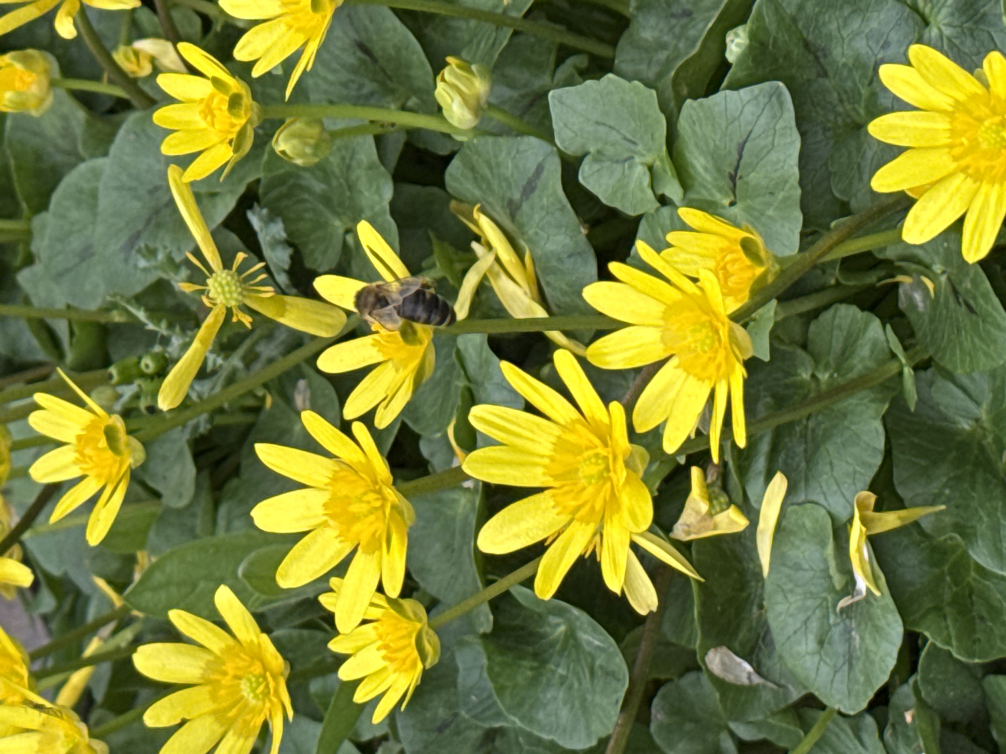 The image displays a close-up, overhead perspective of a dense cluster of flowering plants, identified as *Ficaria verna* (Lesser Celandine), located in Kurganinsk, Russia. The scene is dominated by numerous bright yellow flowers, each featuring multiple petals radiating from a central yellow reproductive structure. The flowers exhibit varying stages of development, from fully open blossoms to tightly closed buds. The foliage consists of dark green, somewhat glossy, heart-shaped leaves, forming a continuous ground cover. A single dark-bodied bee is positioned on the central part of a prominent yellow flower in the upper-middle-right section of the frame. Several detached yellow petals are visible resting on the green leaves. The lighting indicates an outdoor environment under natural illumination.