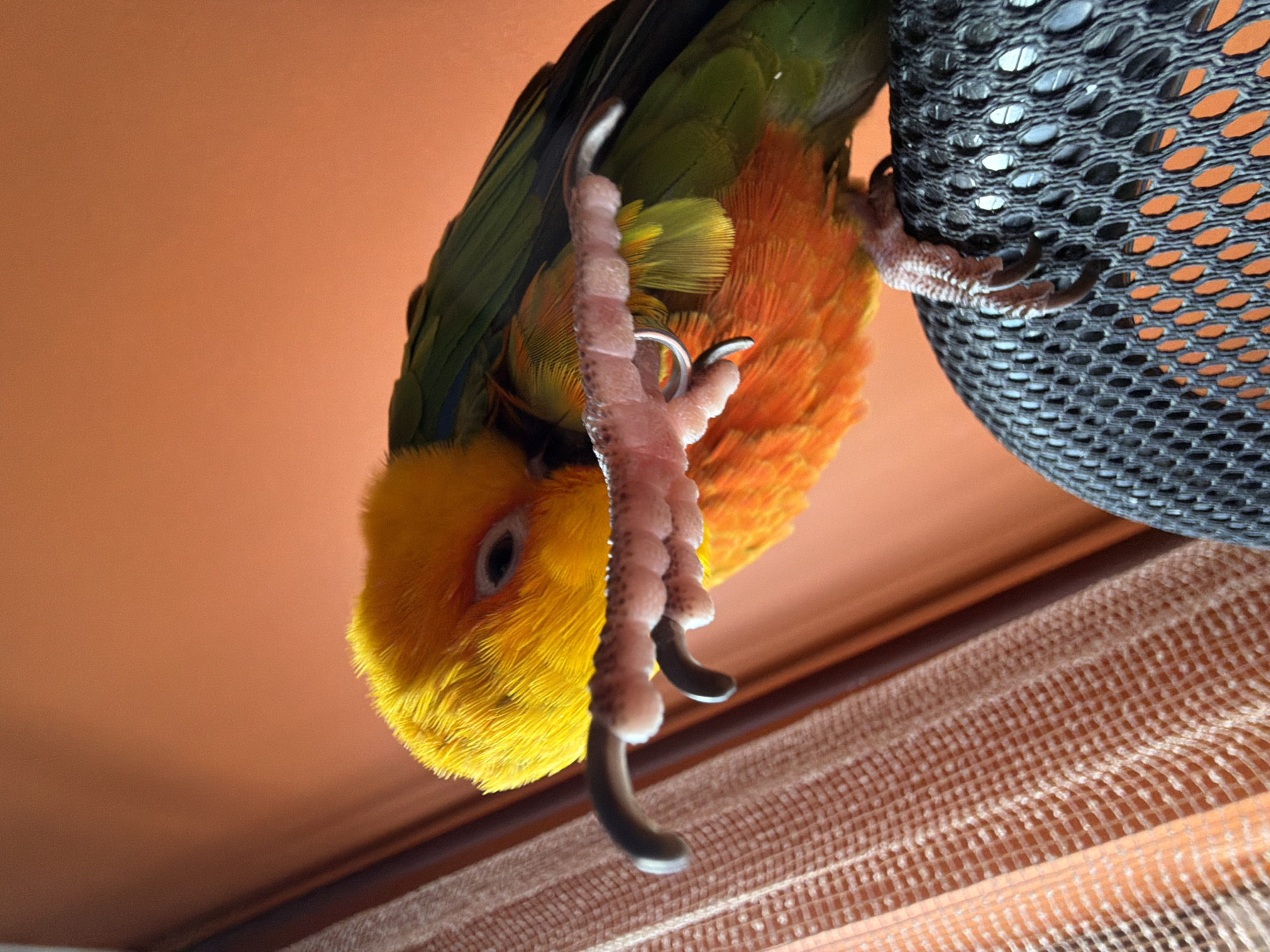 A low-angle, close-up shot captures a Sun Conure hanging upside down. The bird's head is predominantly bright yellow, with a dark eye visible. Its body transitions to orange and green feathers. The bird's foot, with pale pink skin and prominent dark grey claws, is in focus. The bird is clinging to a black, mesh-like material with one foot. The background is a solid light orange color and a partially visible curtain of light beige and white material.
The location in Khimki, Russia, is unknown.